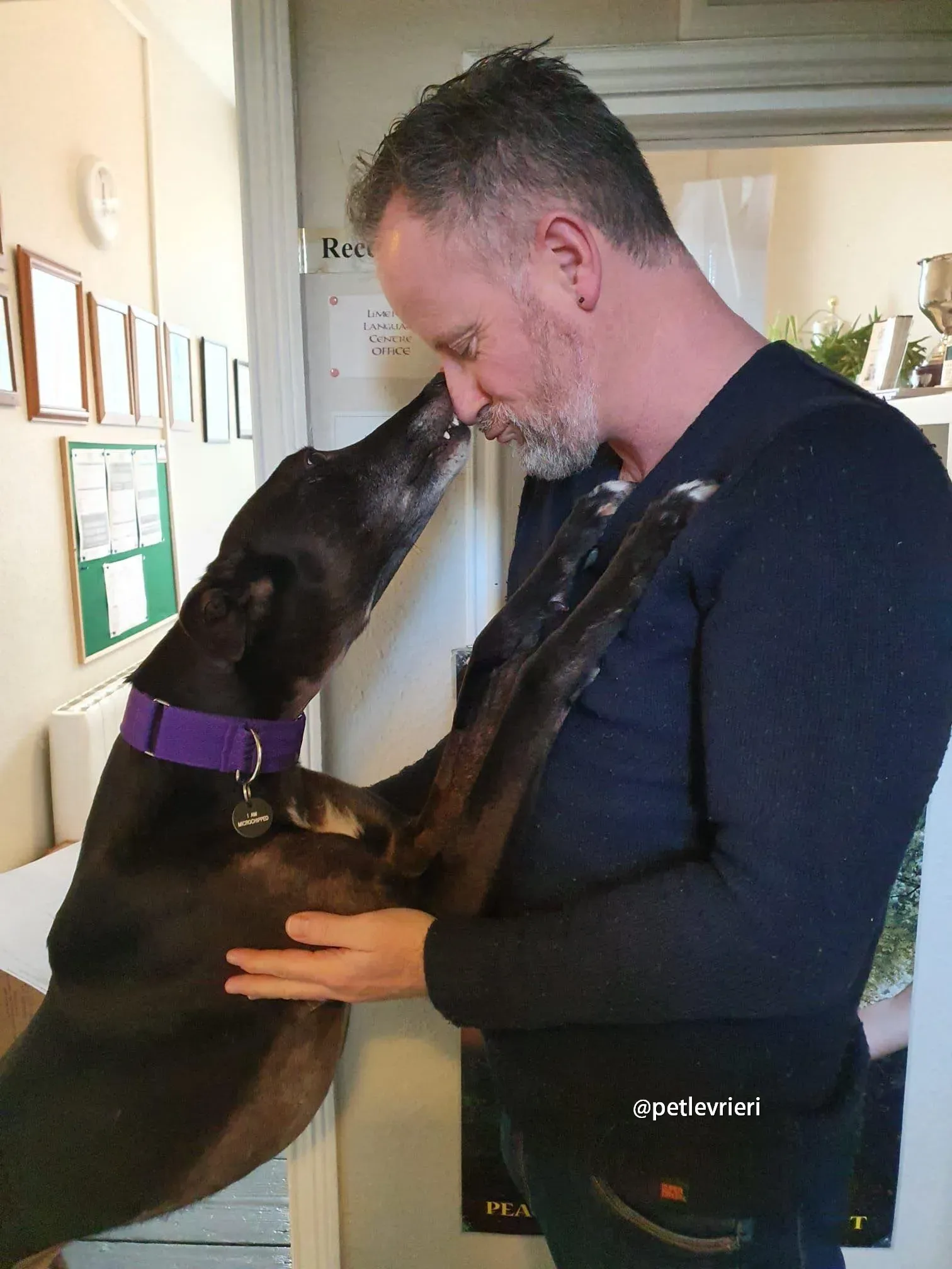 paddy greyhound adozione pet levrieri 01