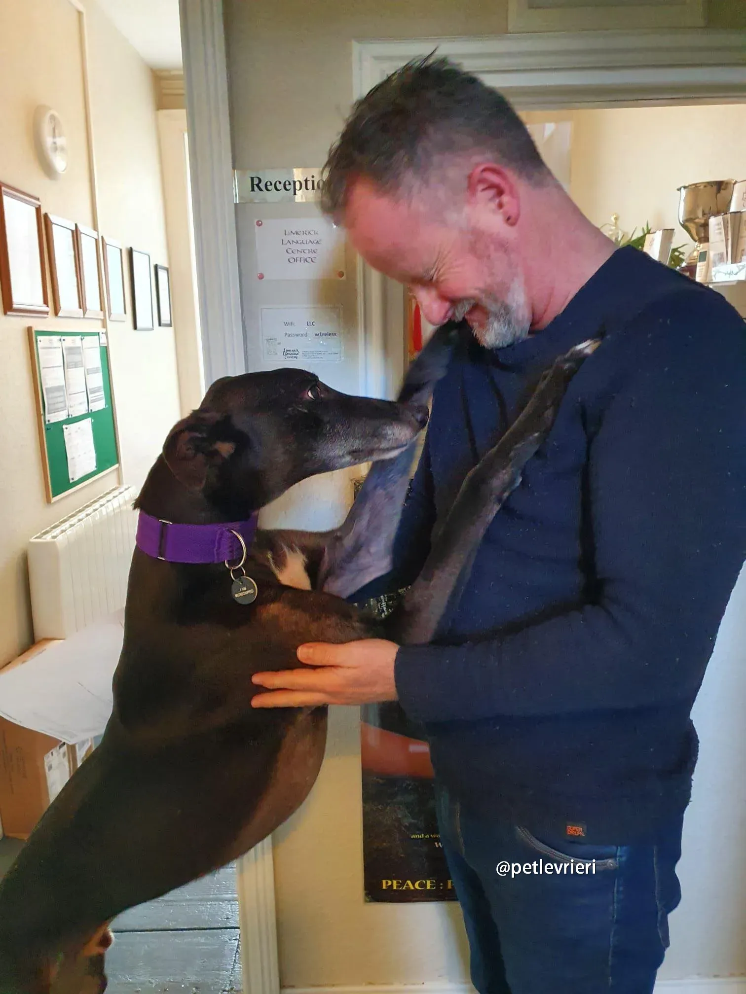 paddy greyhound adozione pet levrieri 02