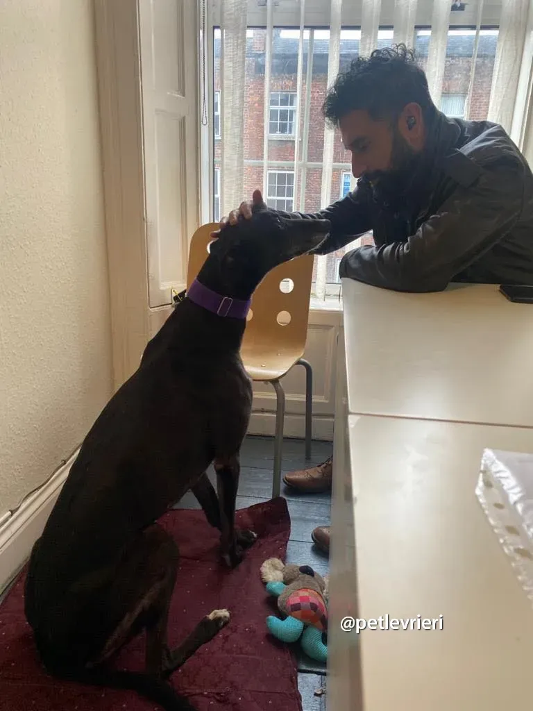 paddy greyhound adozione pet levrieri 03