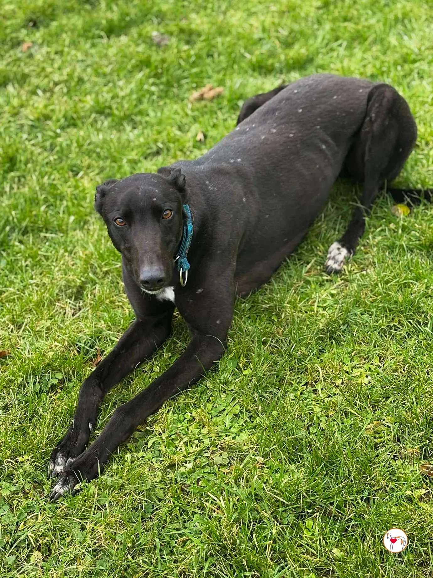 padge grey adozione 01