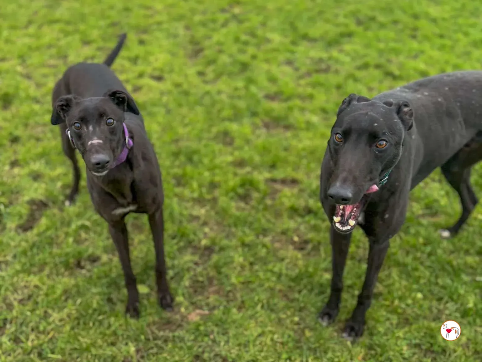 padge grey adozione 02