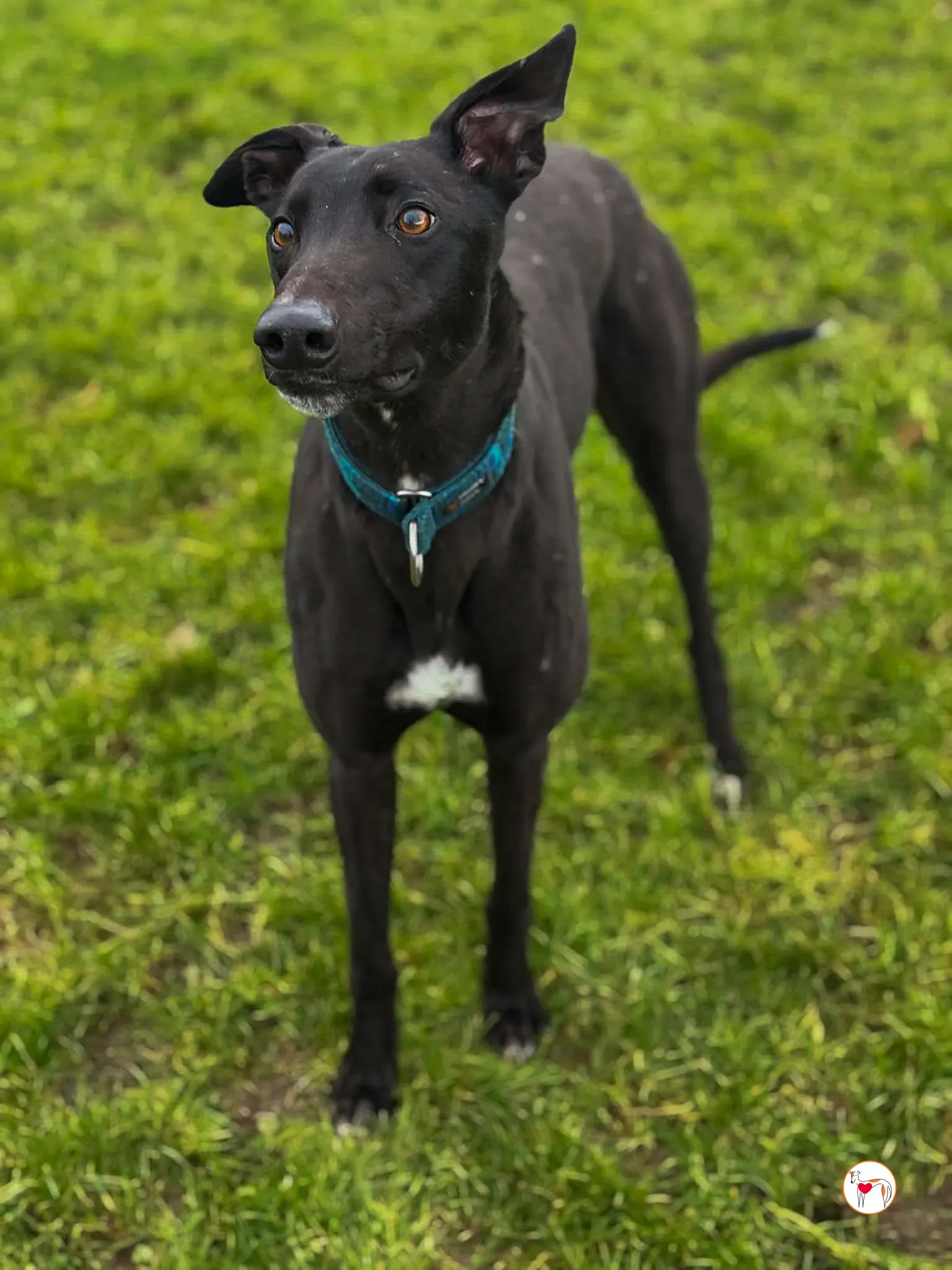 padge grey adozione 03