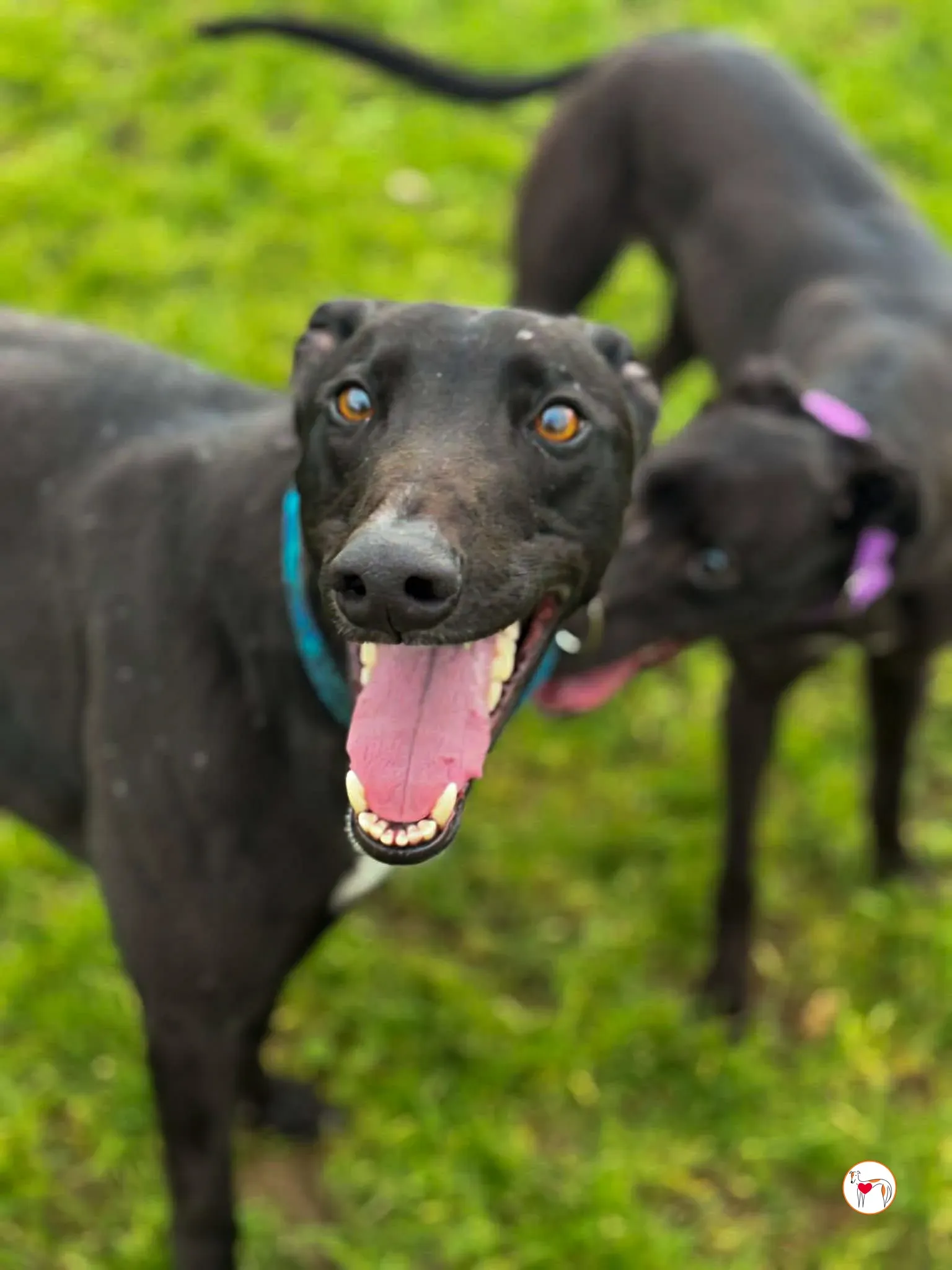 padge grey adozione 04