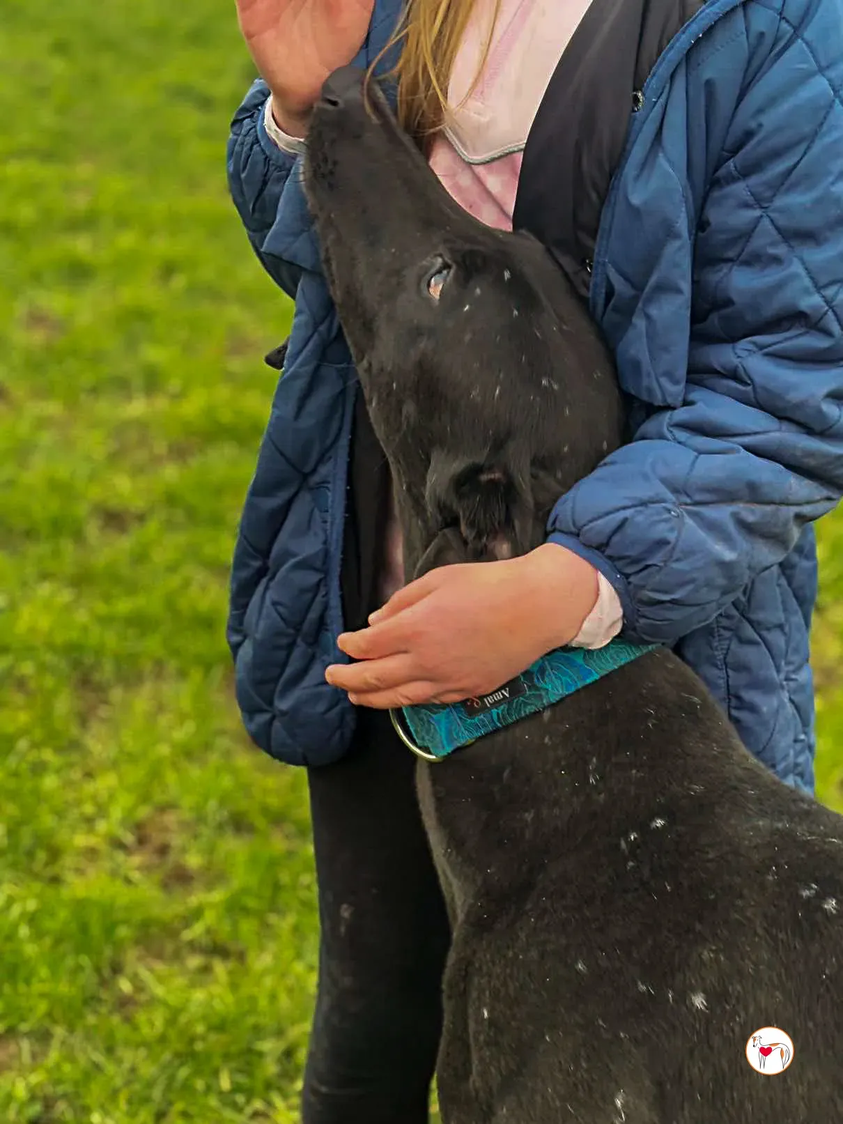 padge grey adozione 05