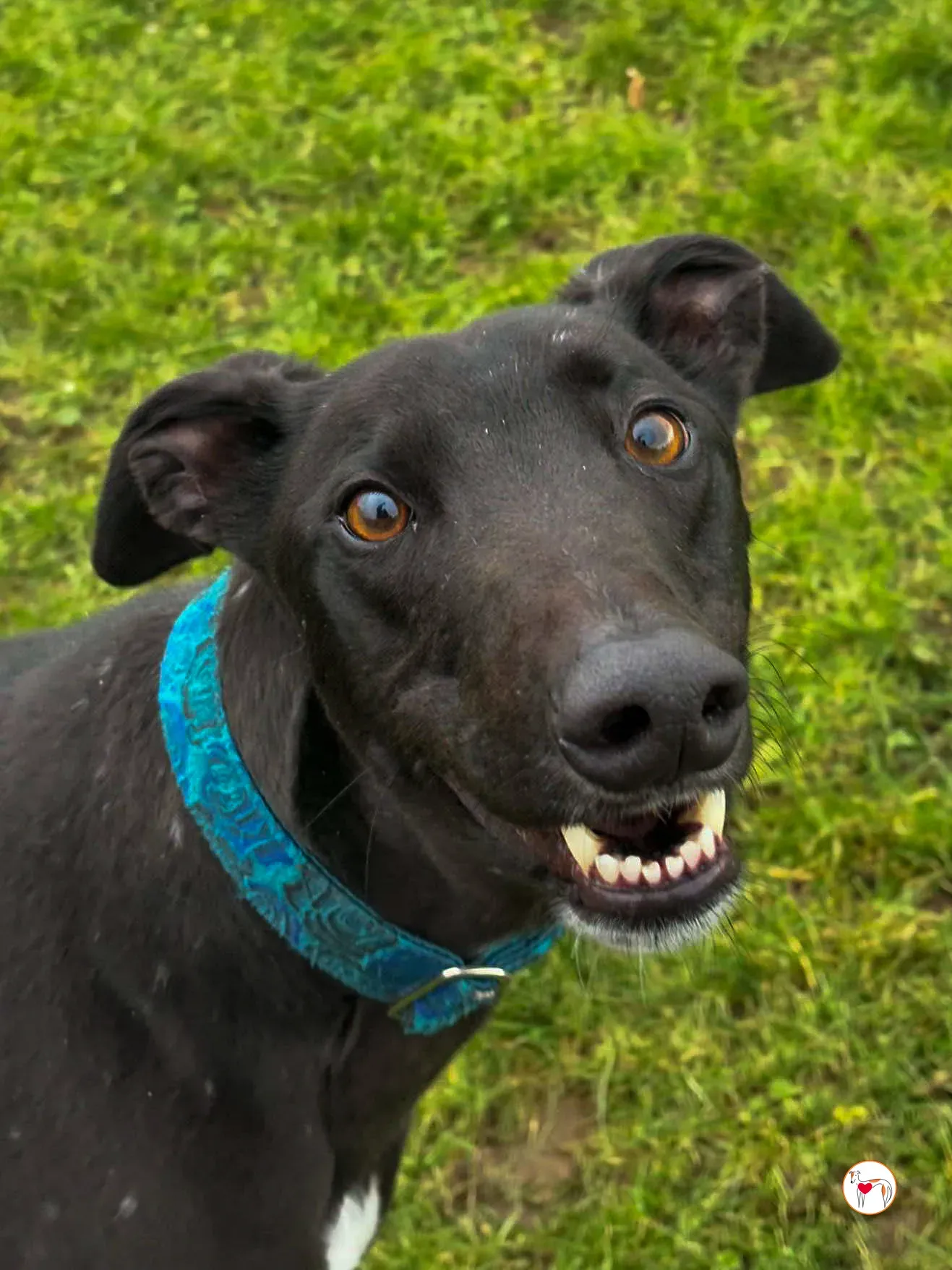 padge grey adozione 06