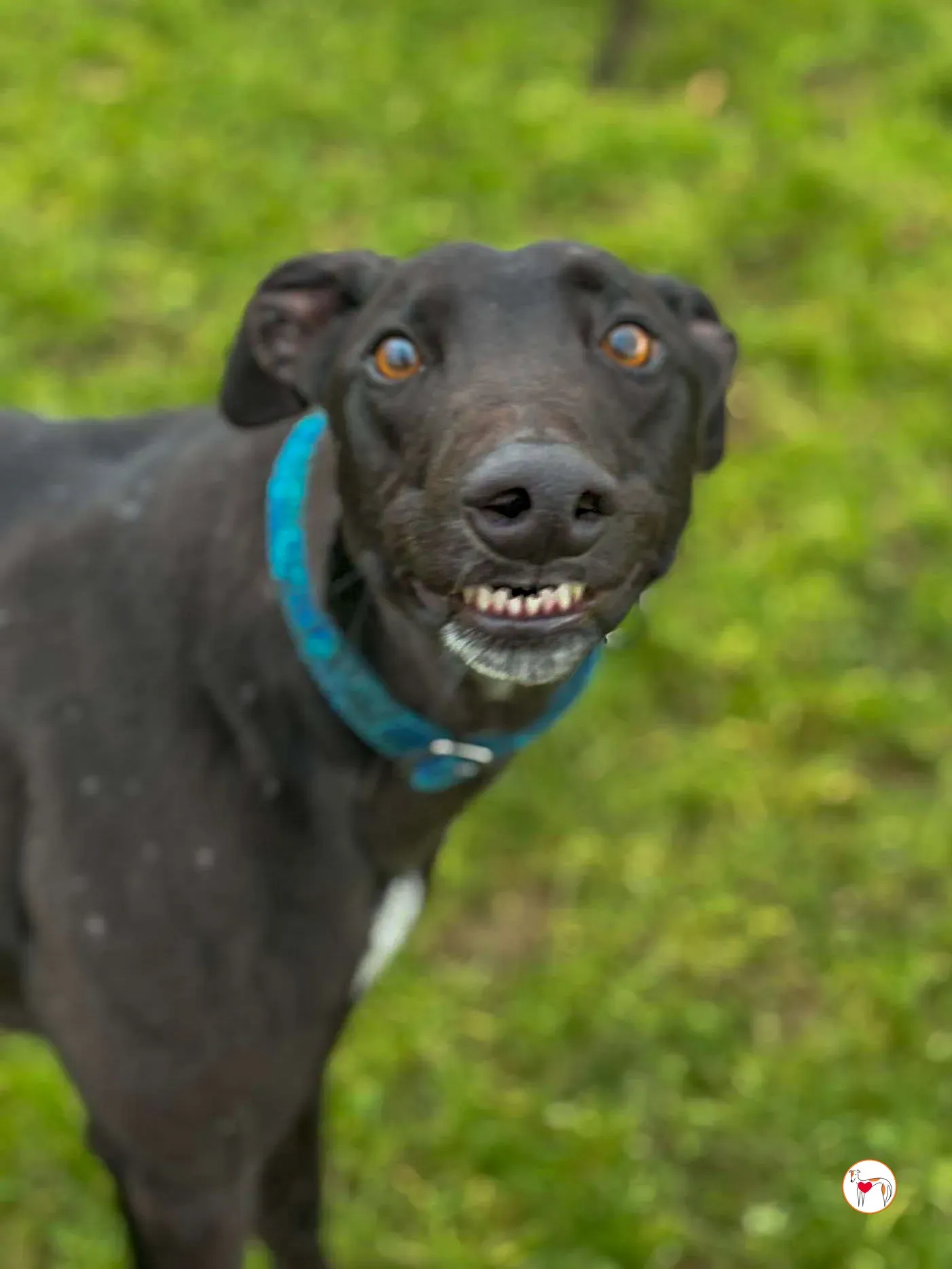 padge grey adozione 07