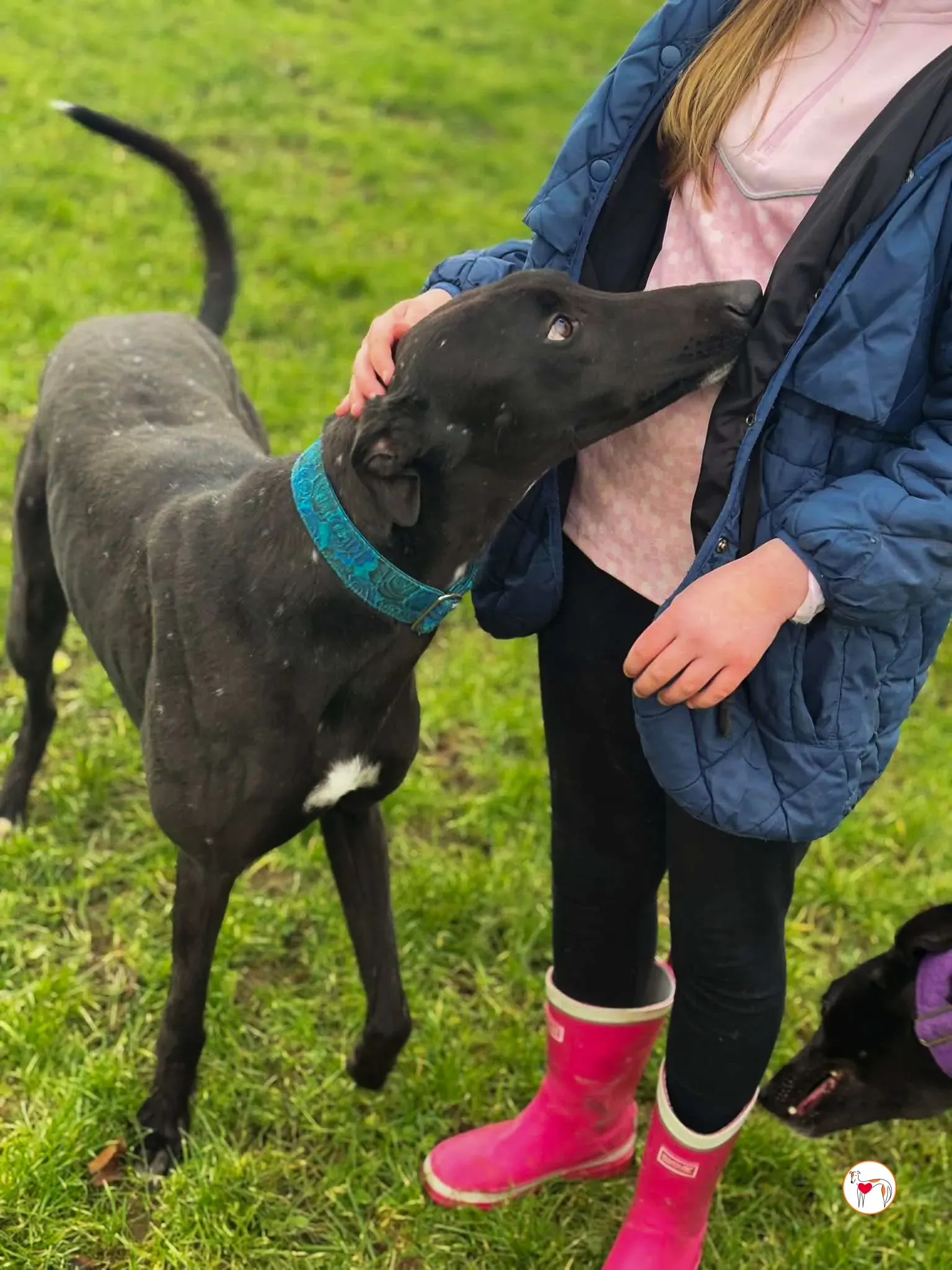 padge grey adozione 09