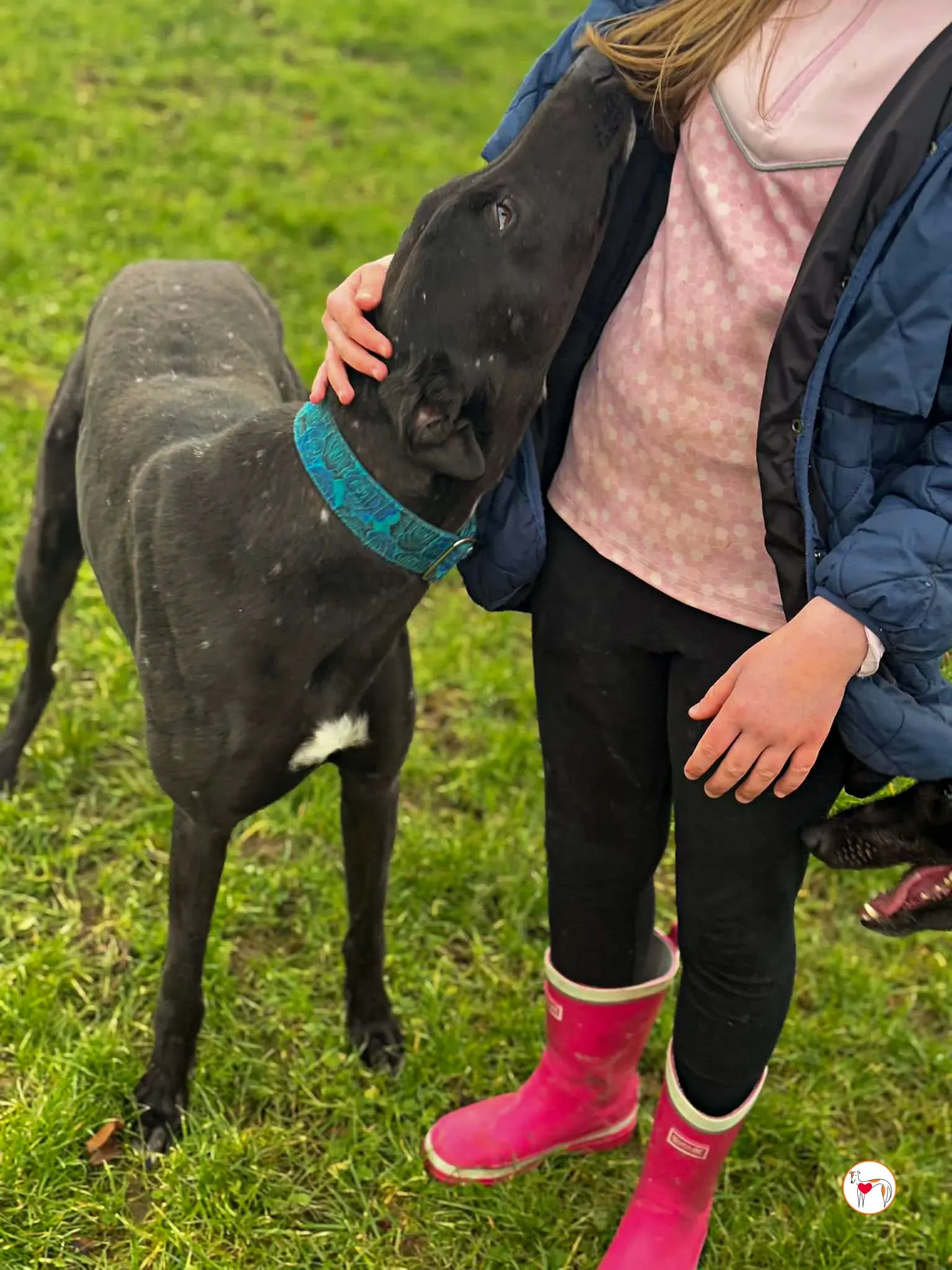 padge grey adozione 10