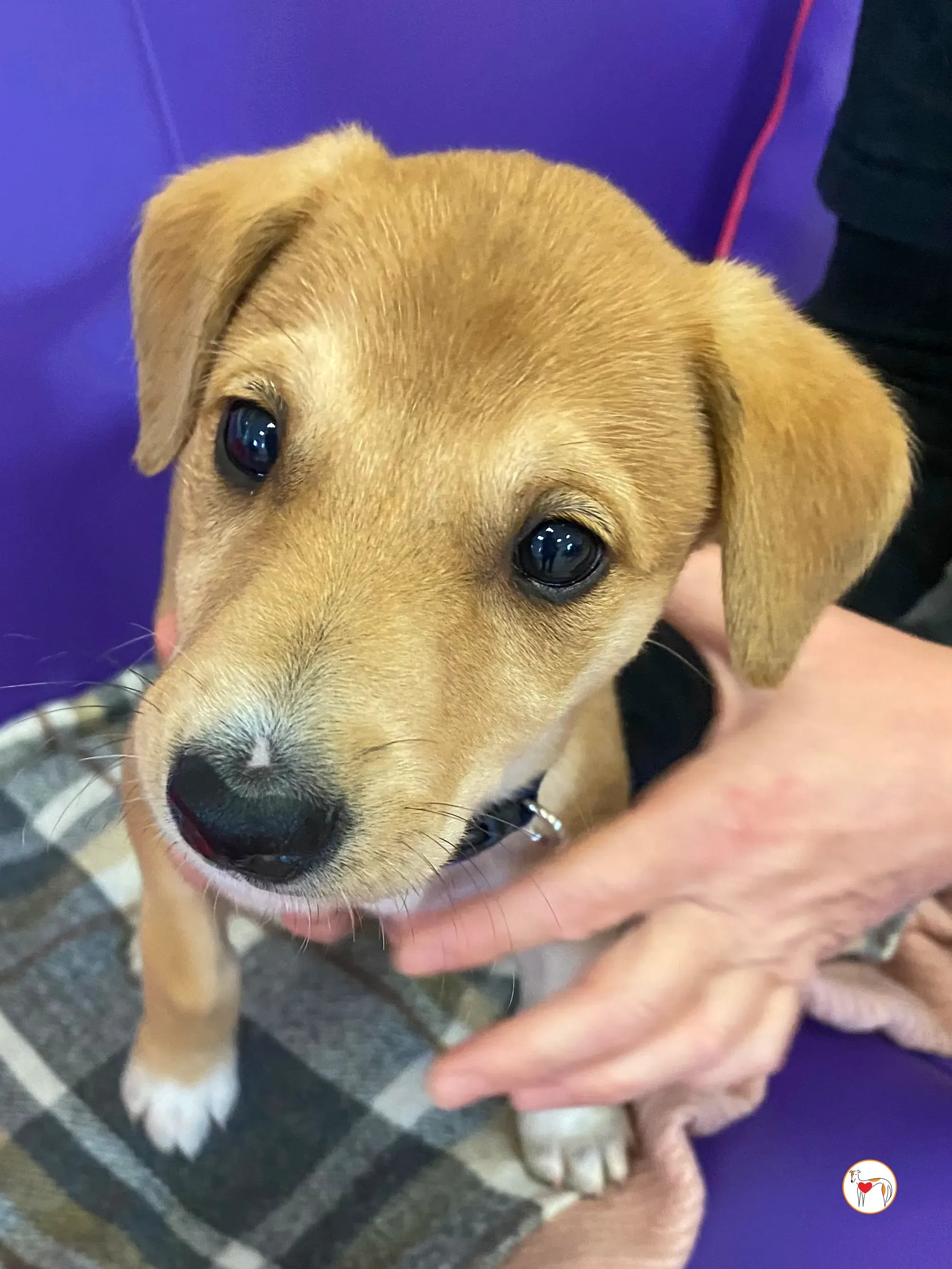 padraig grey cucciolo adozione 01