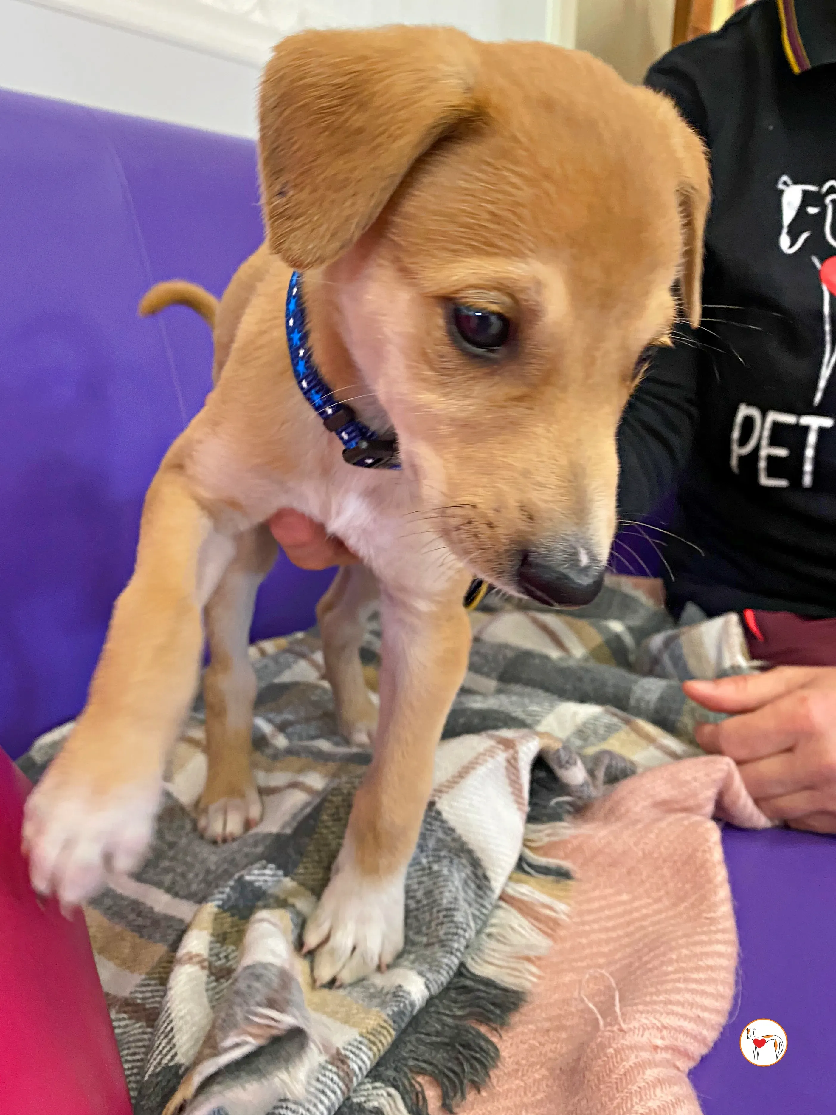 padraig grey cucciolo adozione 02