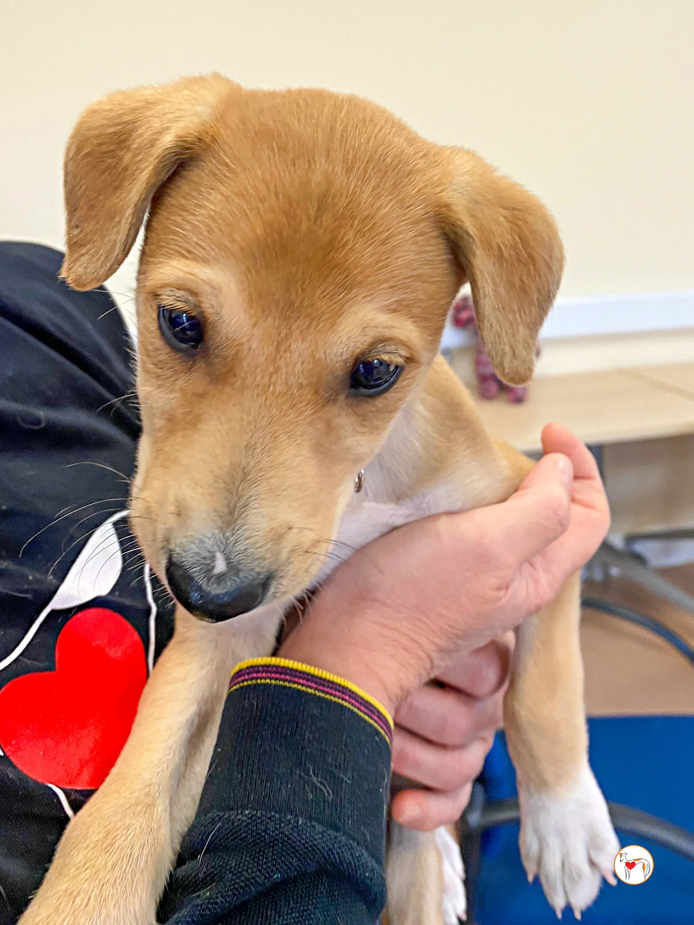 padraig grey cucciolo adozione 03