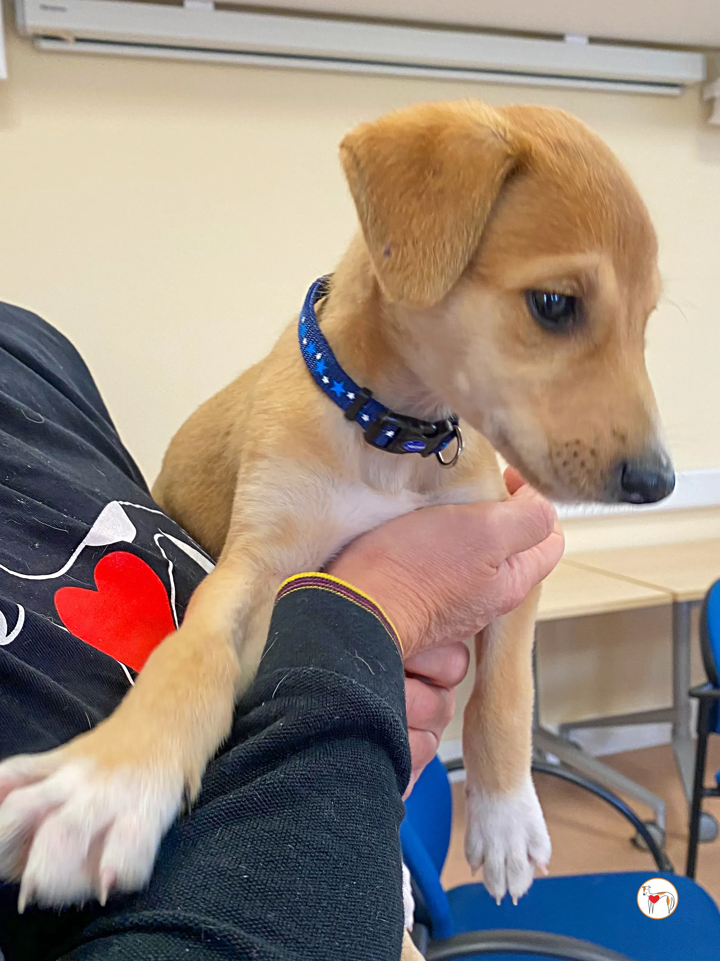 padraig grey cucciolo adozione 04