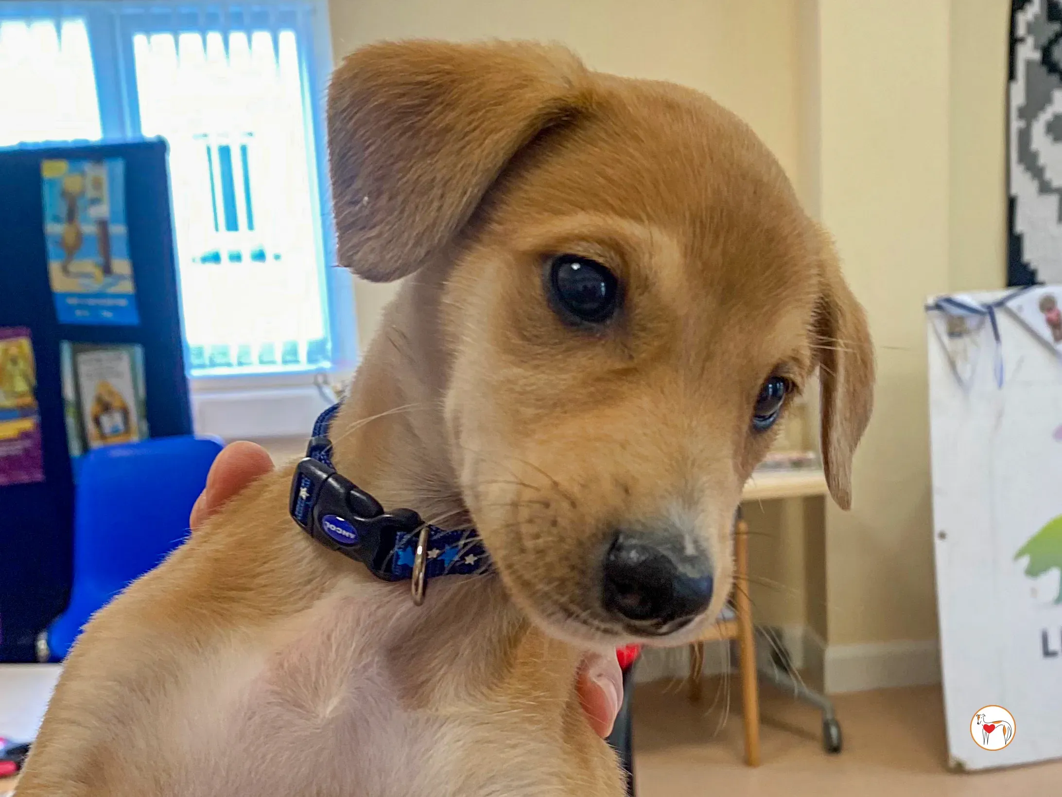 padraig grey cucciolo adozione 05