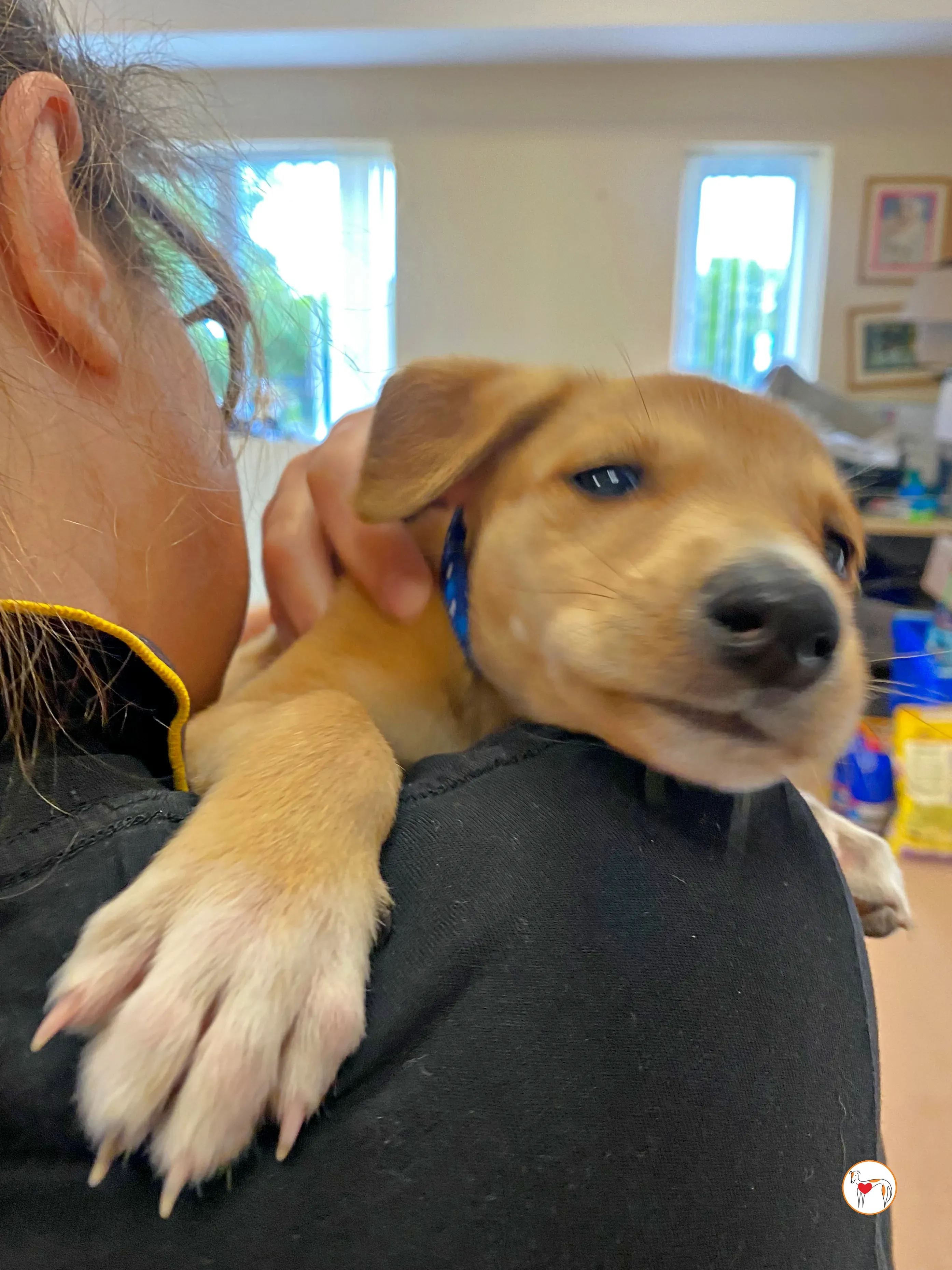 padraig grey cucciolo adozione 06