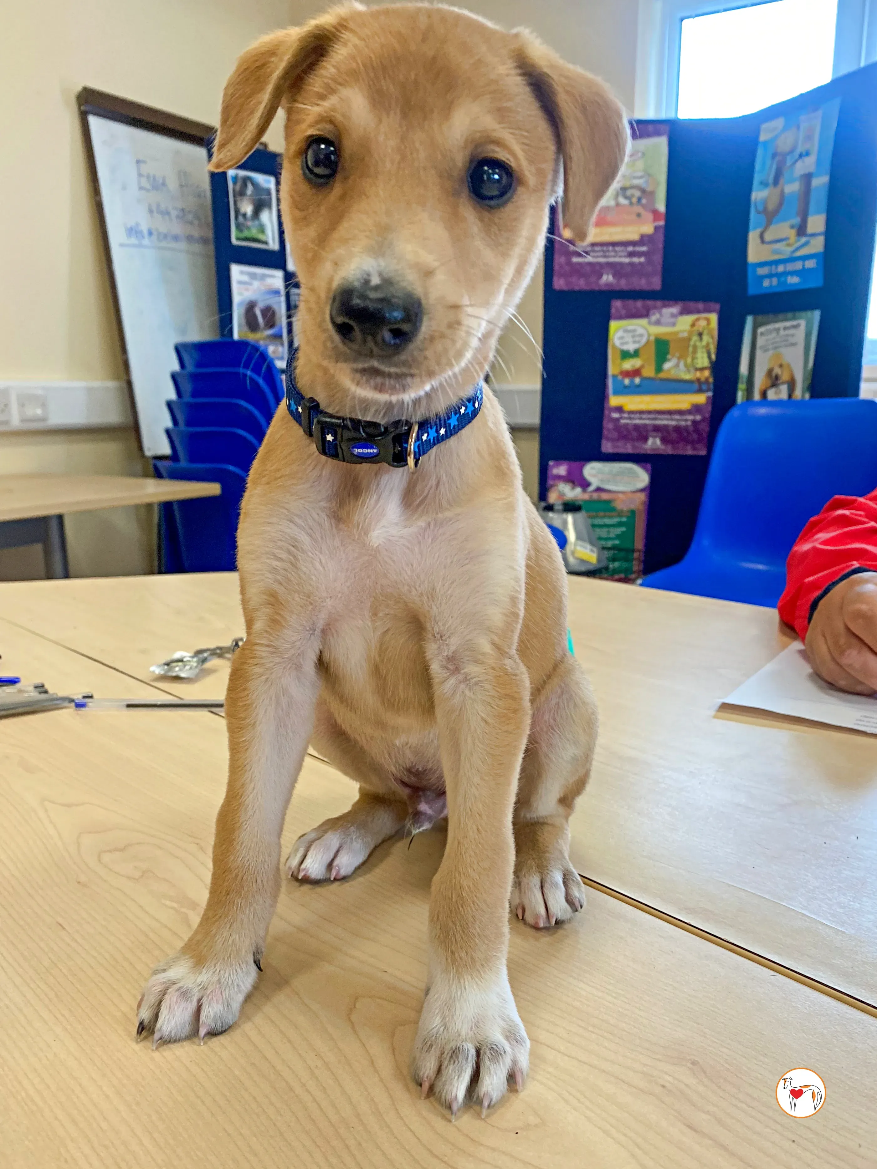 padraig grey cucciolo adozione 07