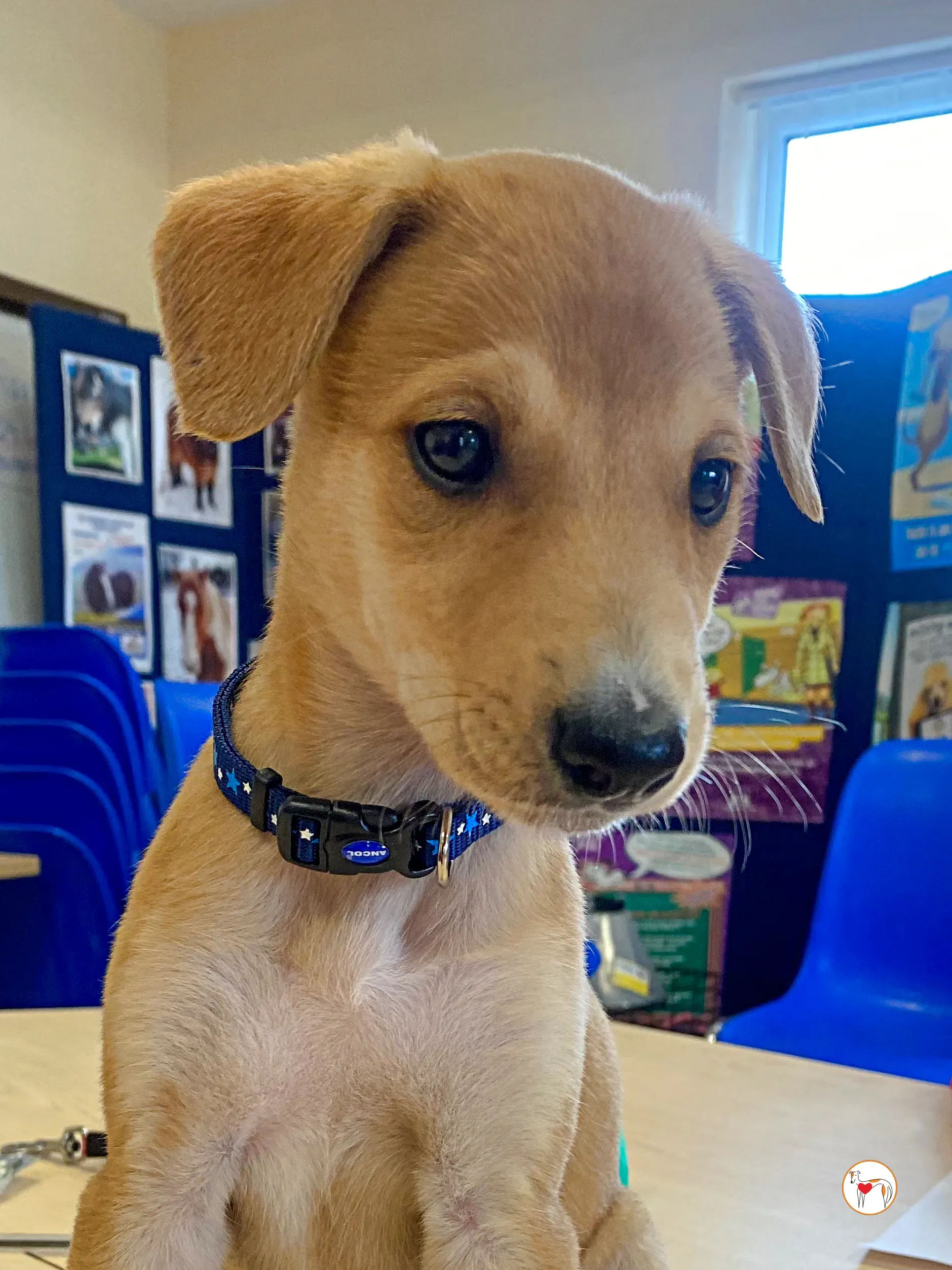 padraig grey cucciolo adozione 08