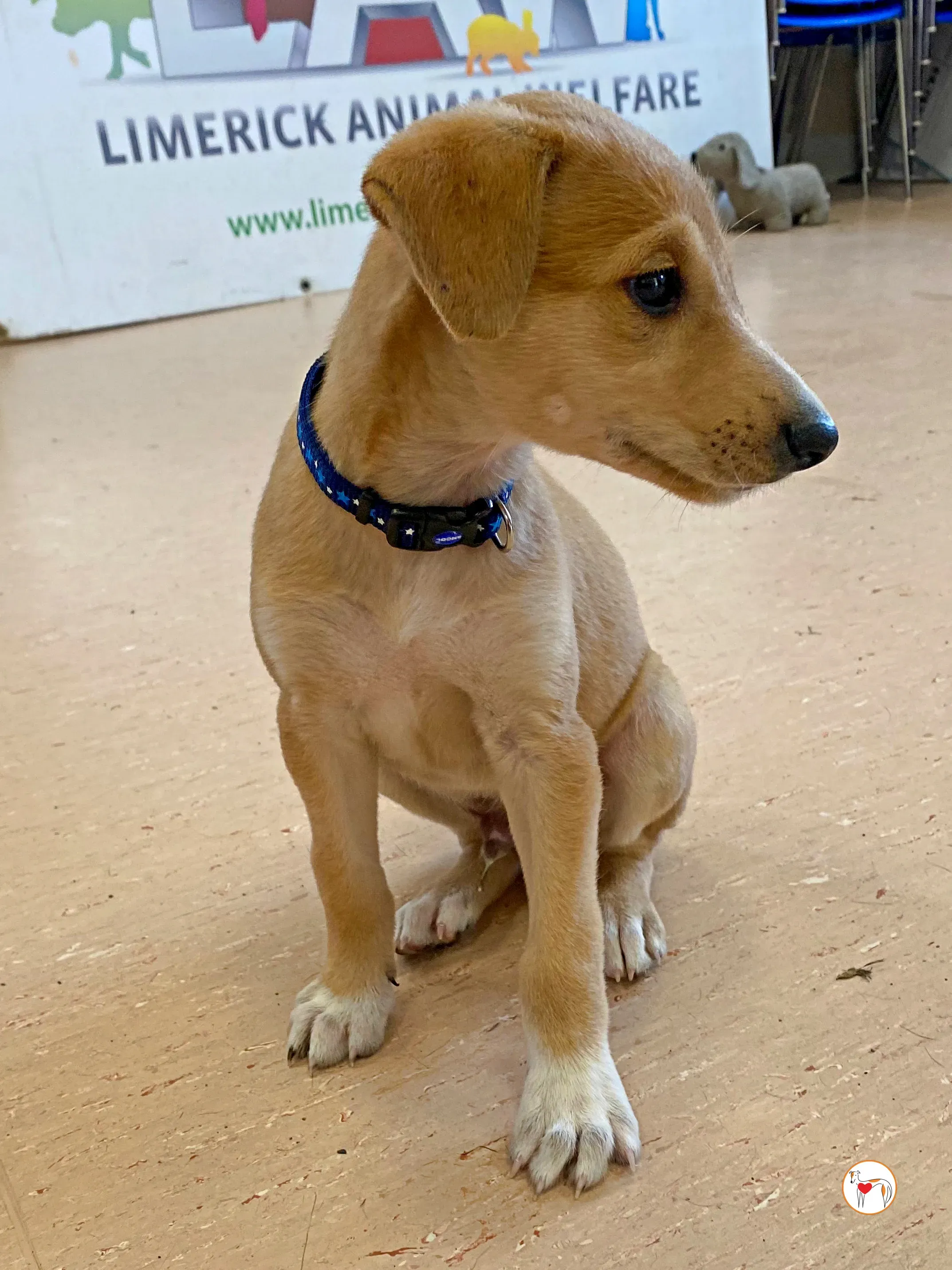 padraig grey cucciolo adozione 09