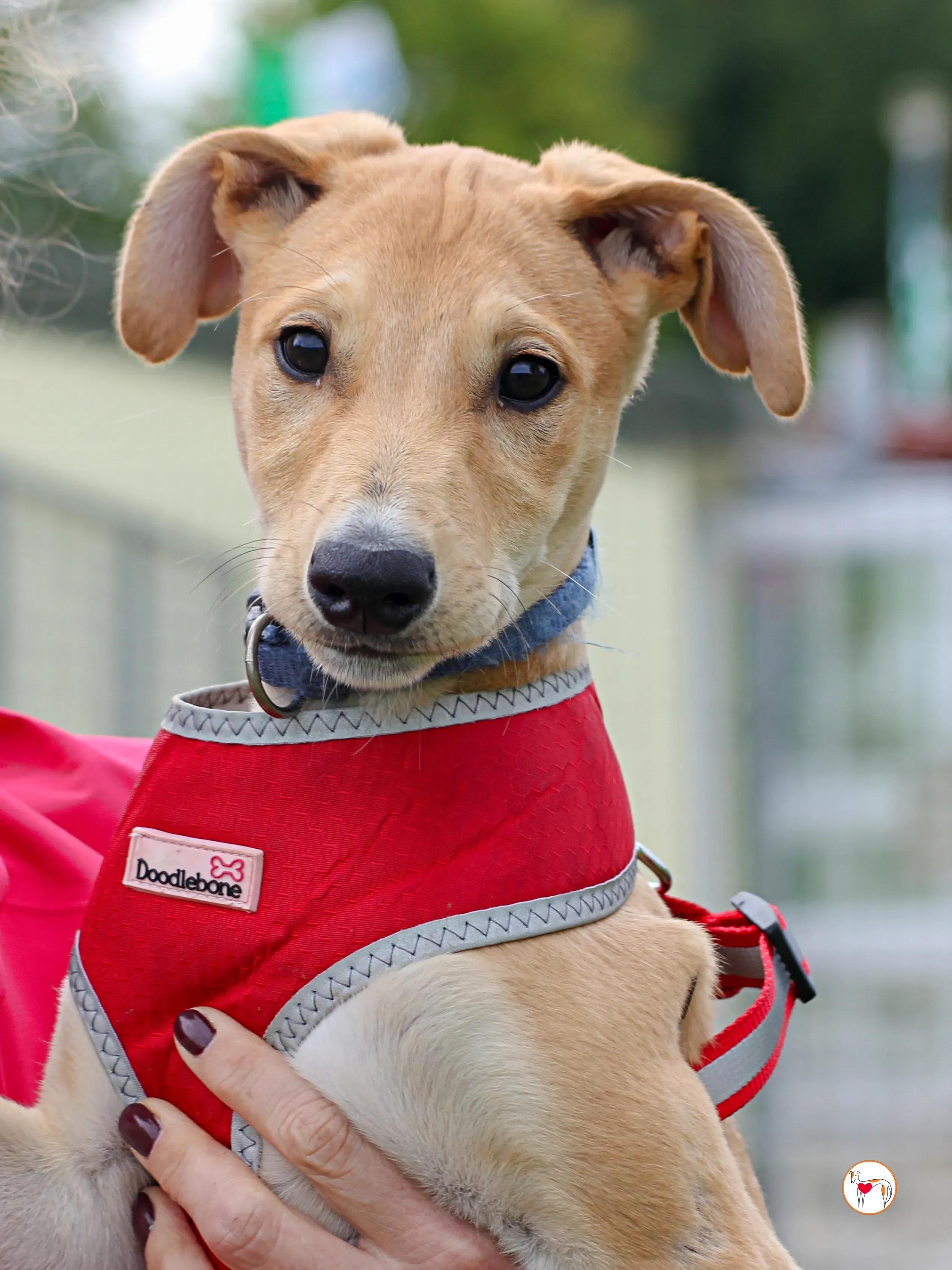 padraig grey cucciolo adozione 10