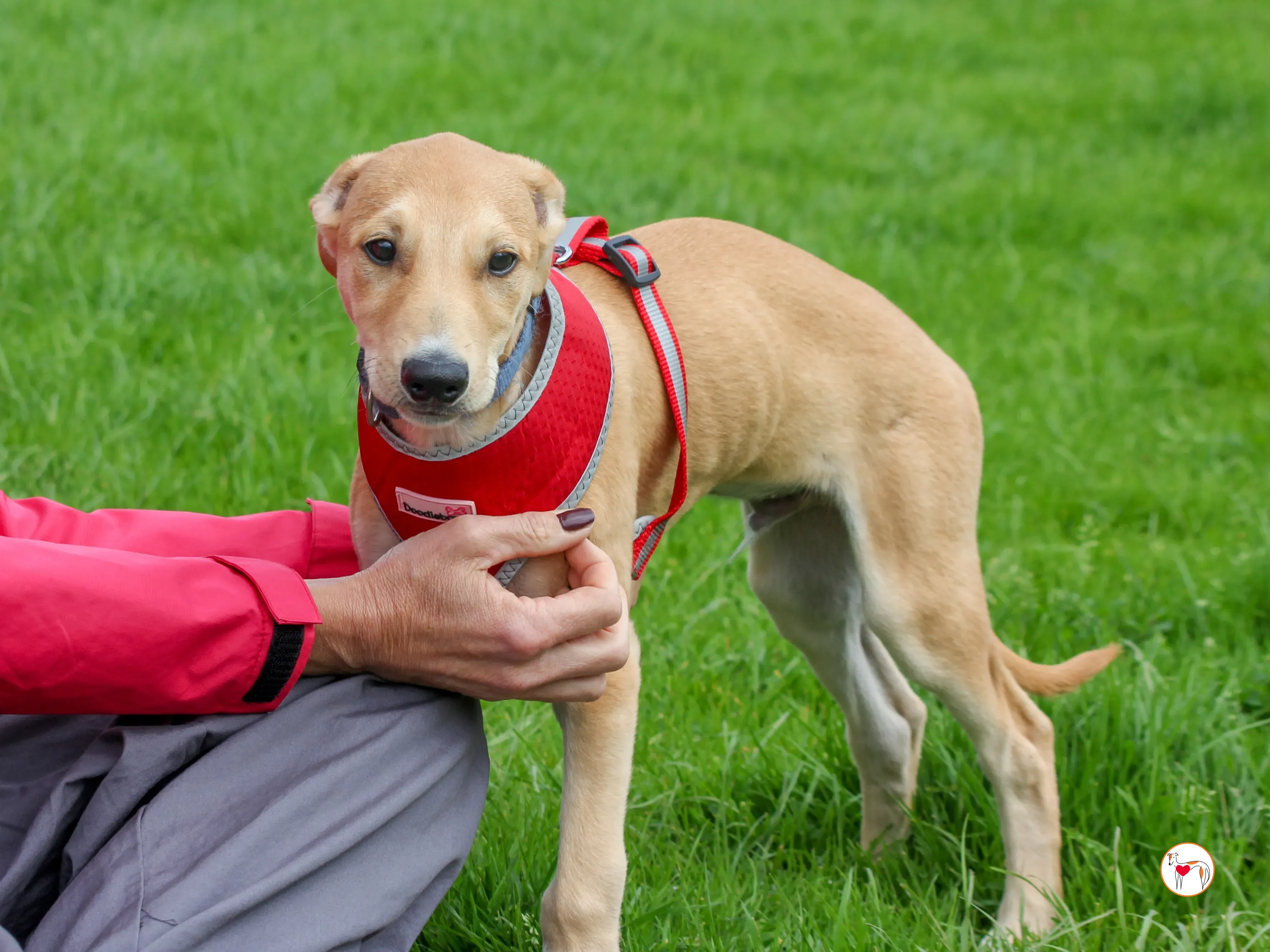 padraig grey cucciolo adozione 11