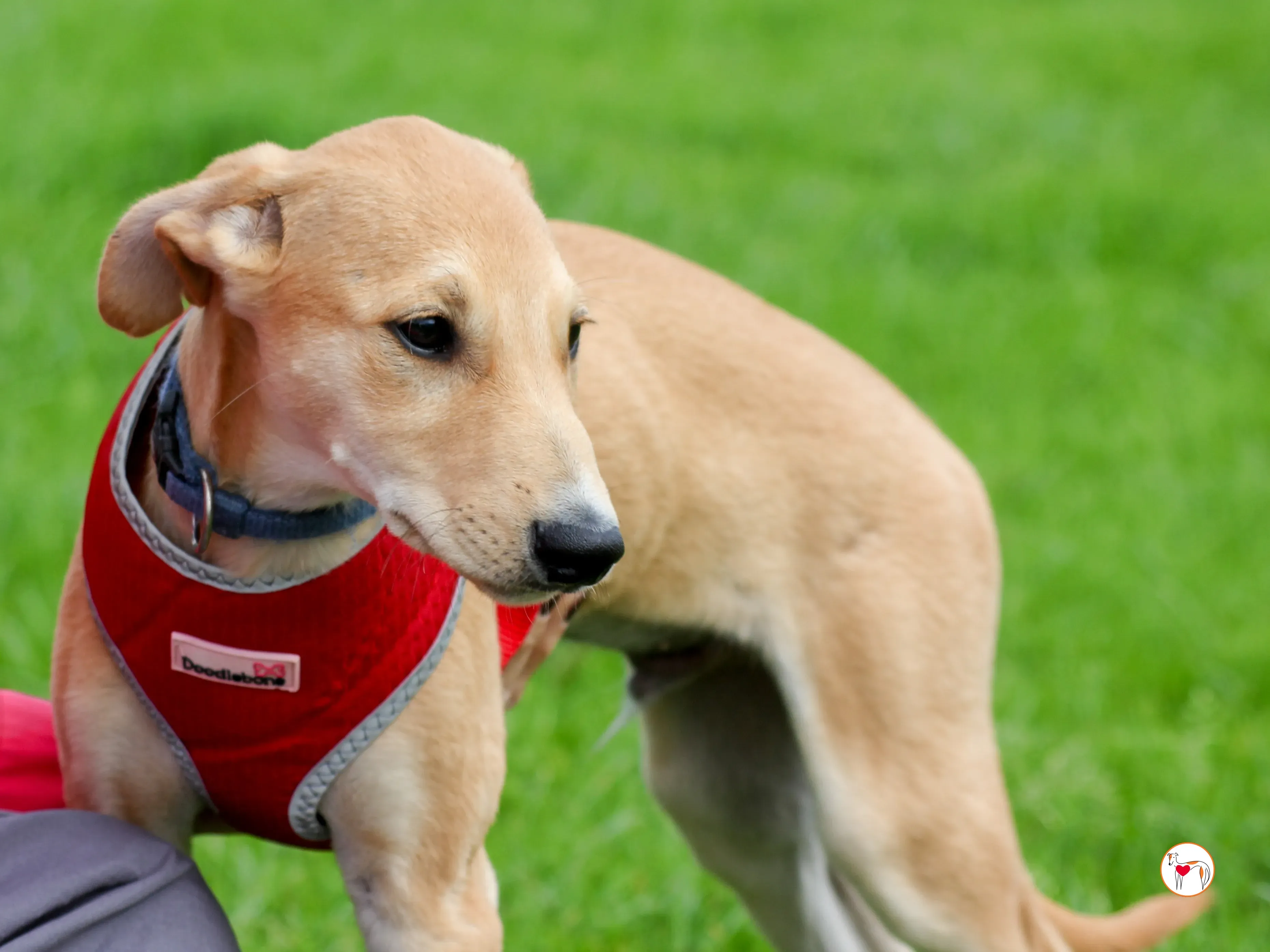 padraig grey cucciolo adozione 12