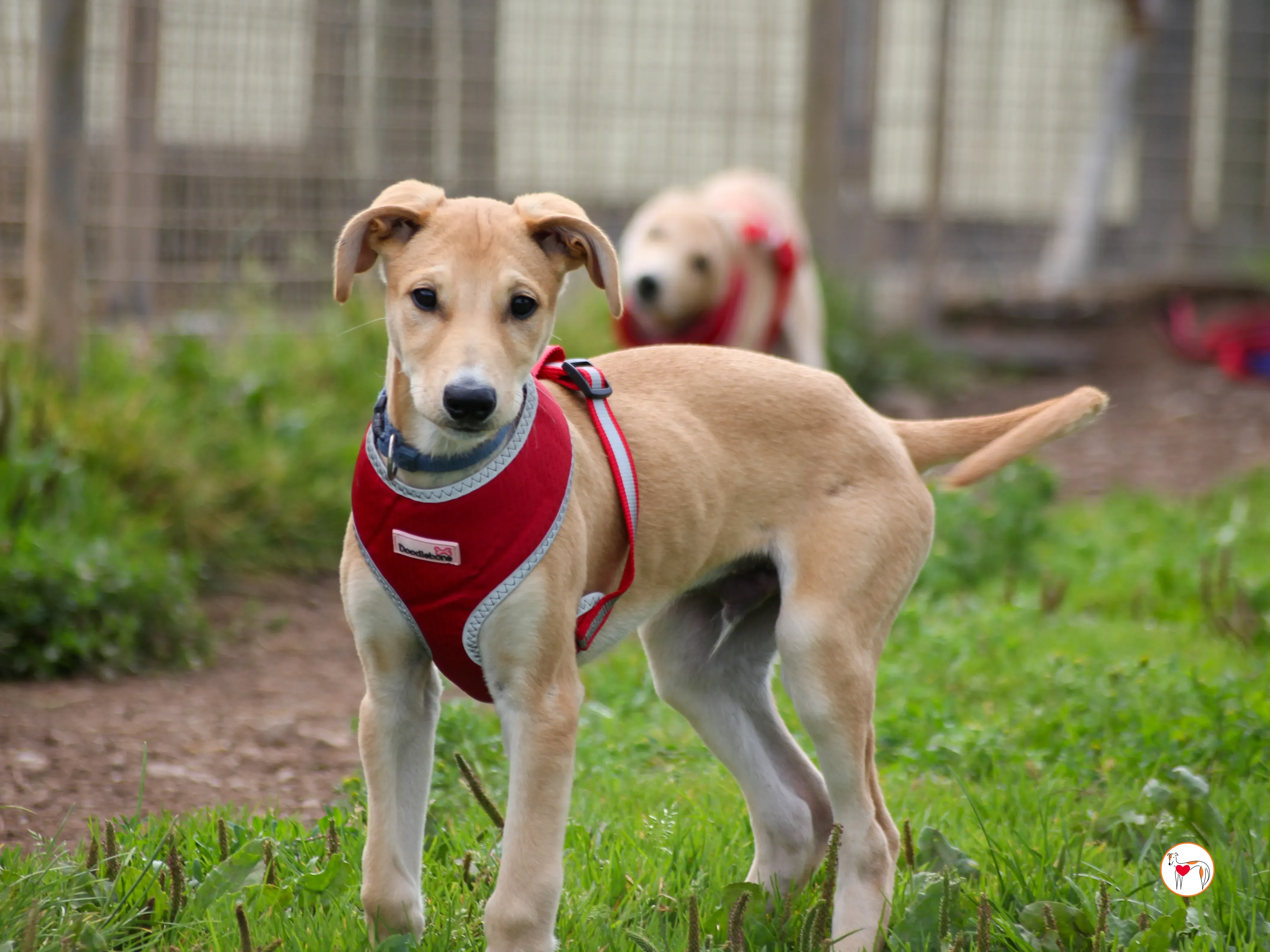 padraig grey cucciolo adozione 13