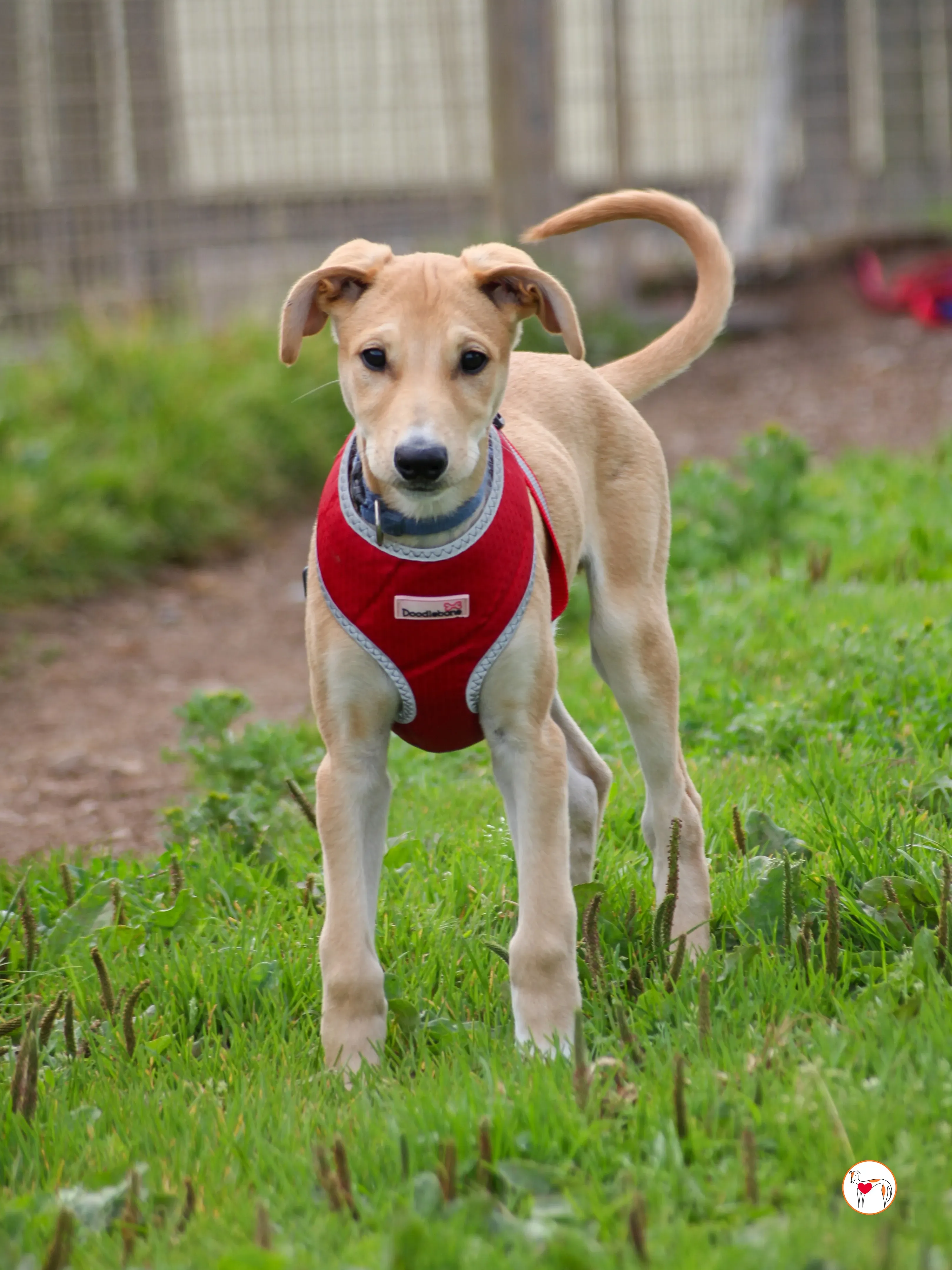 padraig grey cucciolo adozione 14