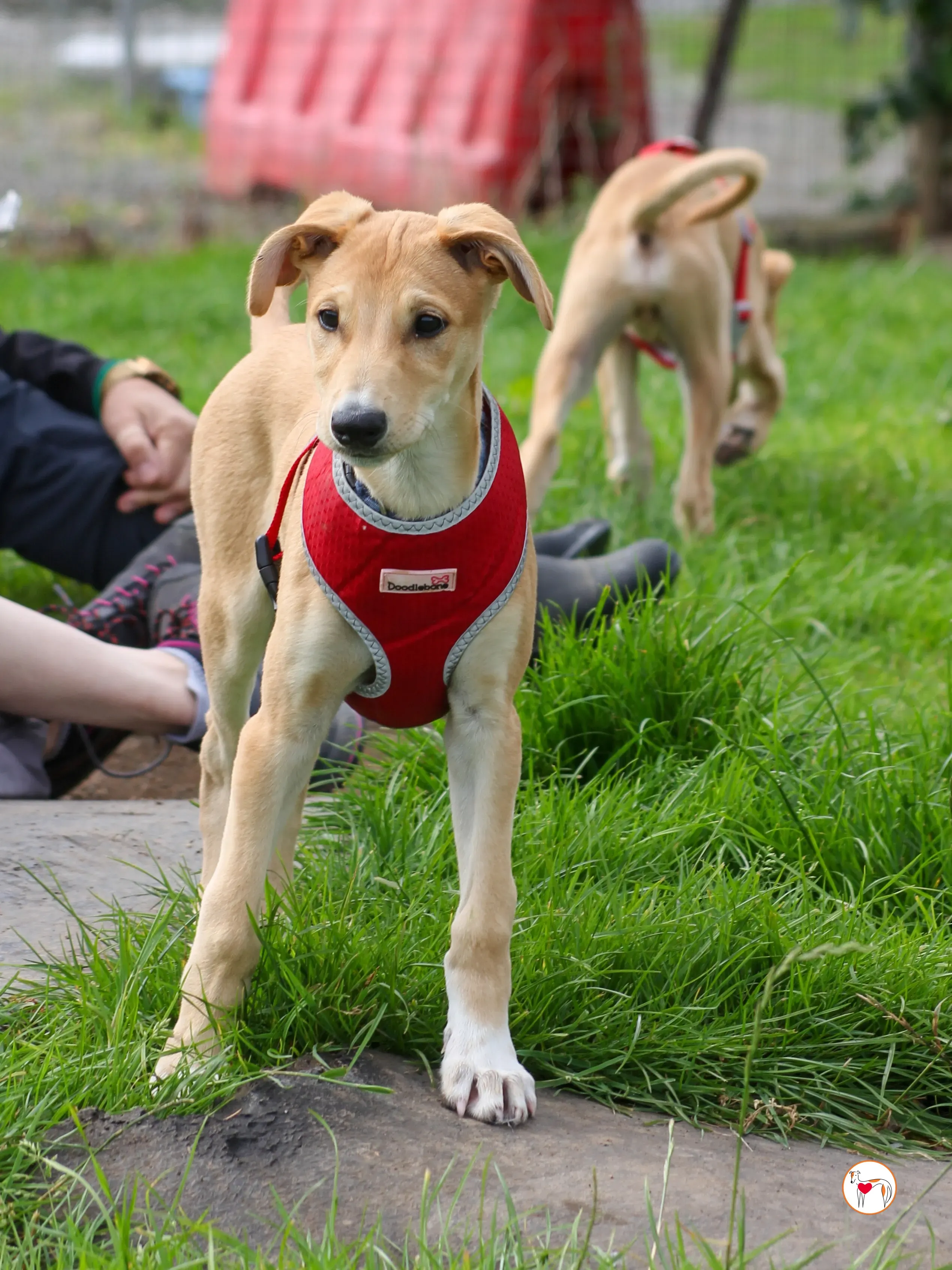 padraig grey cucciolo adozione 15