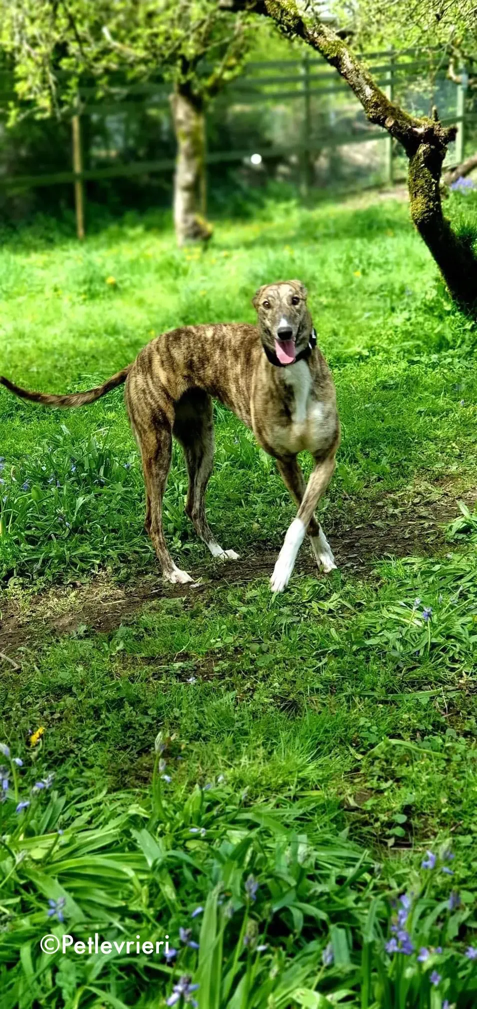 paella adozione levrieri greyhound 1