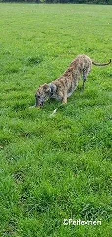 paella adozione levrieri greyhound 10