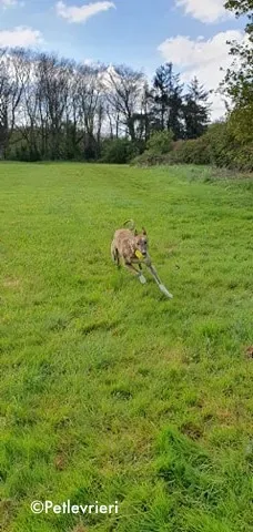 paella adozione levrieri greyhound 11