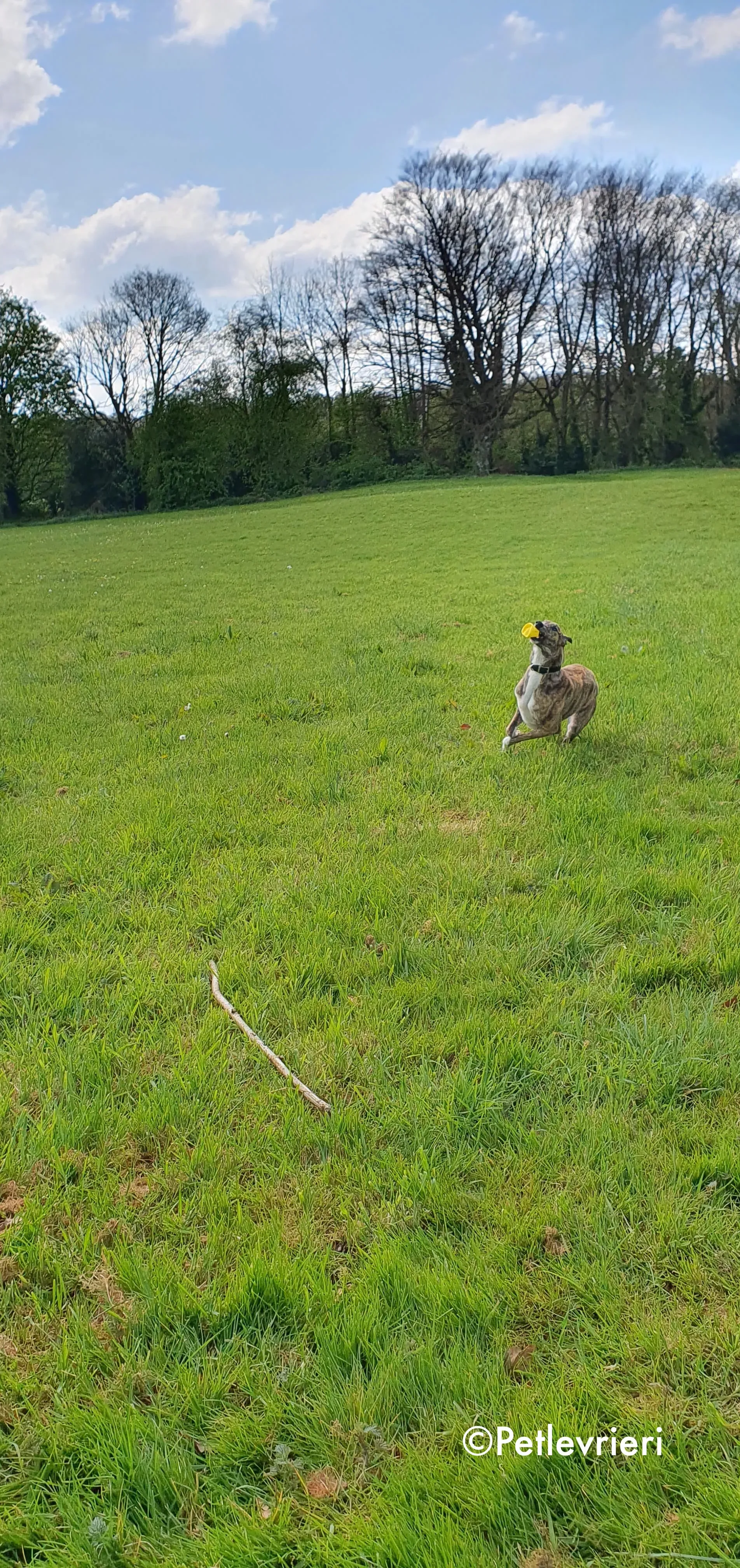 paella adozione levrieri greyhound 12