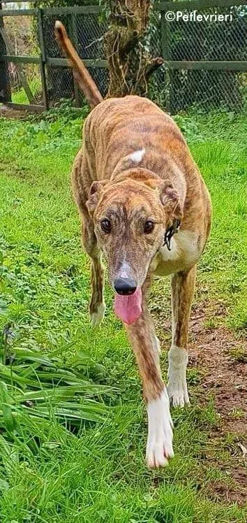 paella adozione levrieri greyhound 2