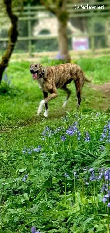 paella adozione levrieri greyhound 3