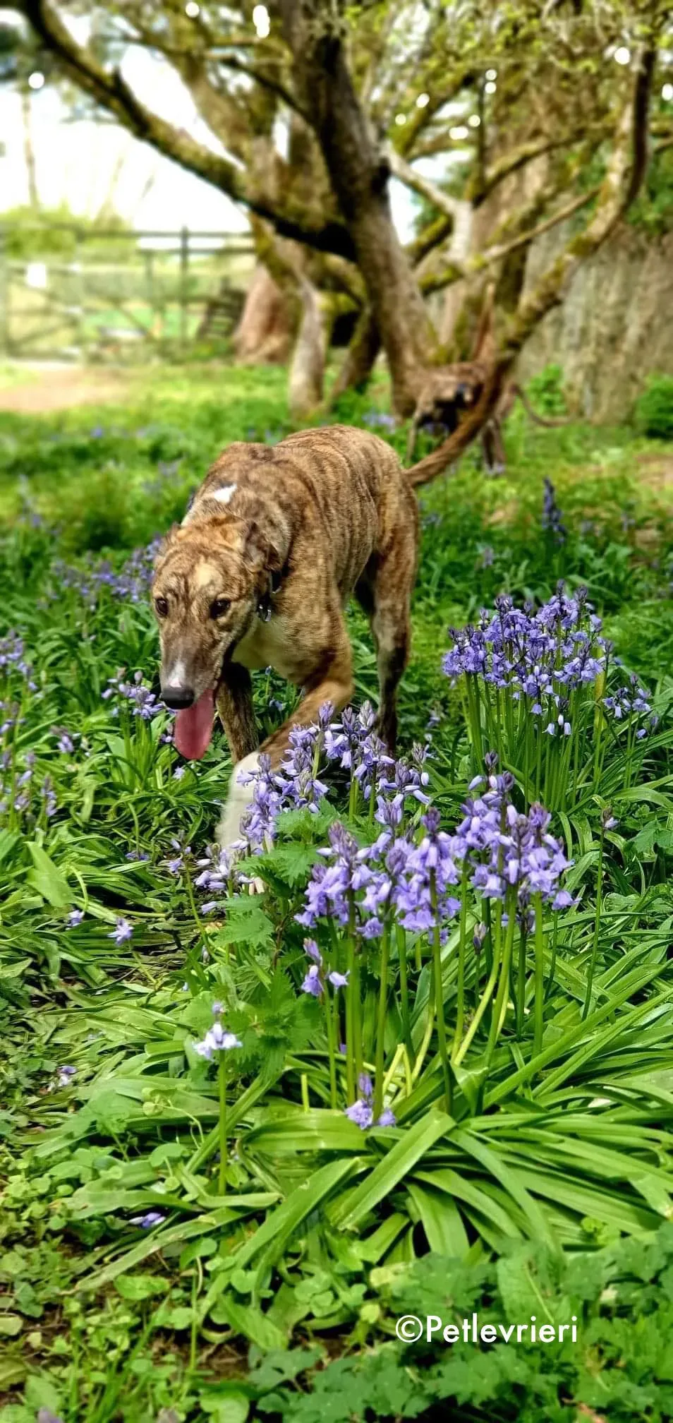 paella adozione levrieri greyhound 4