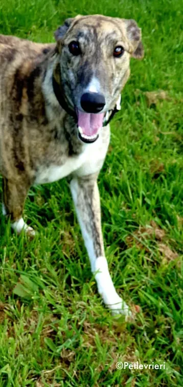 paella adozione levrieri greyhound 5