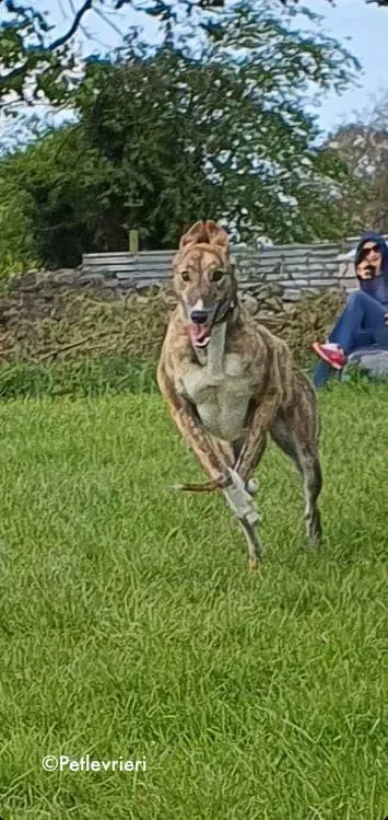 paella adozione levrieri greyhound 6