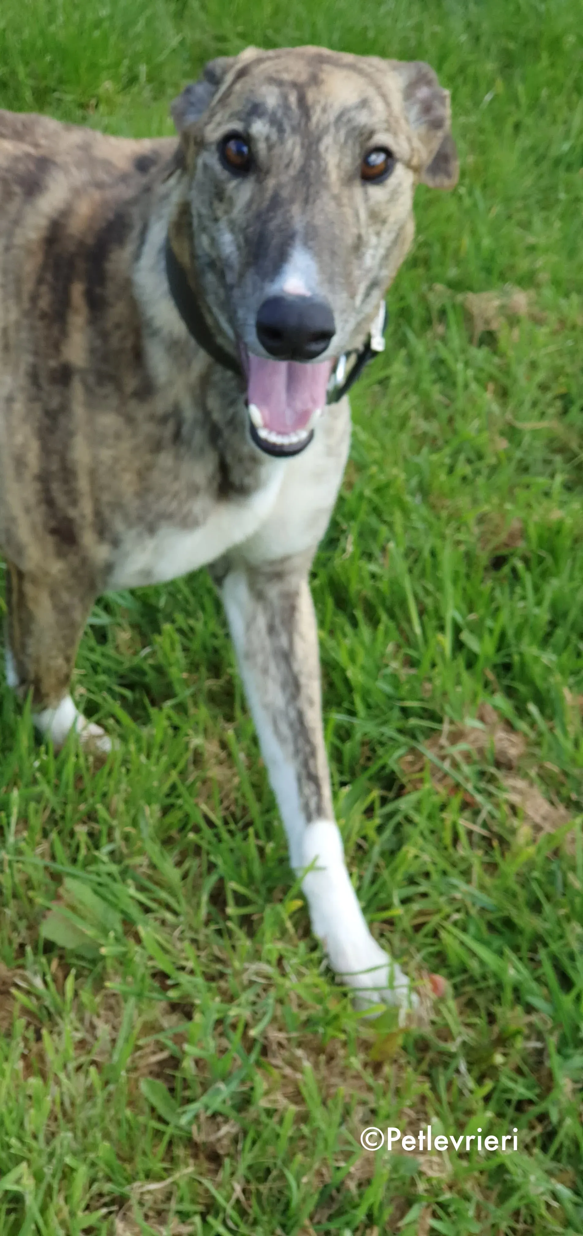 paella adozione levrieri greyhound 8