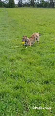 paella adozione levrieri greyhound 9