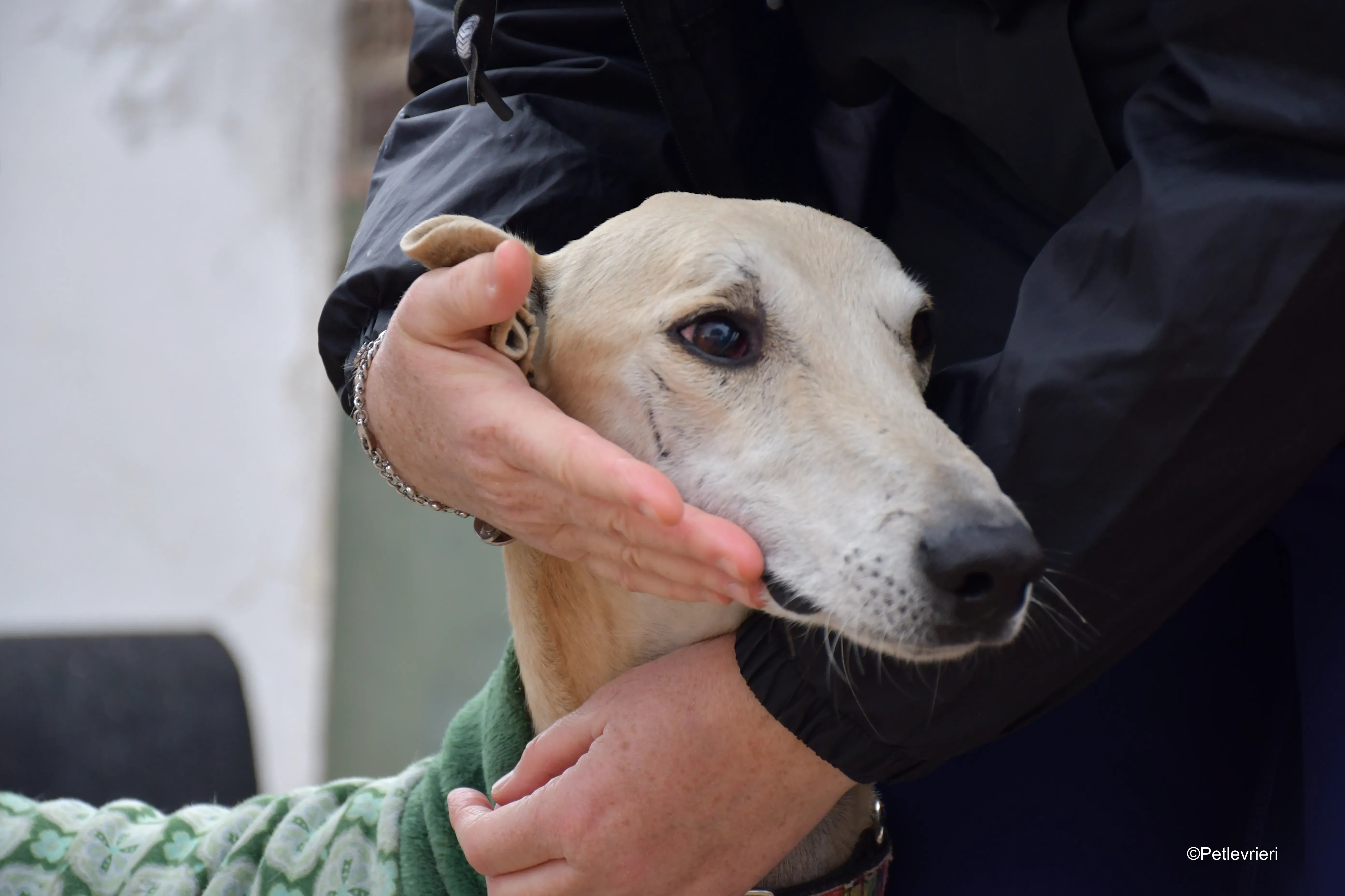 palomo adozione levrieri galgo 1
