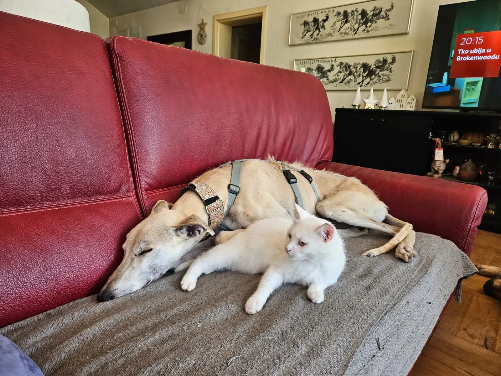 palomo adozione levrieri galgo 11