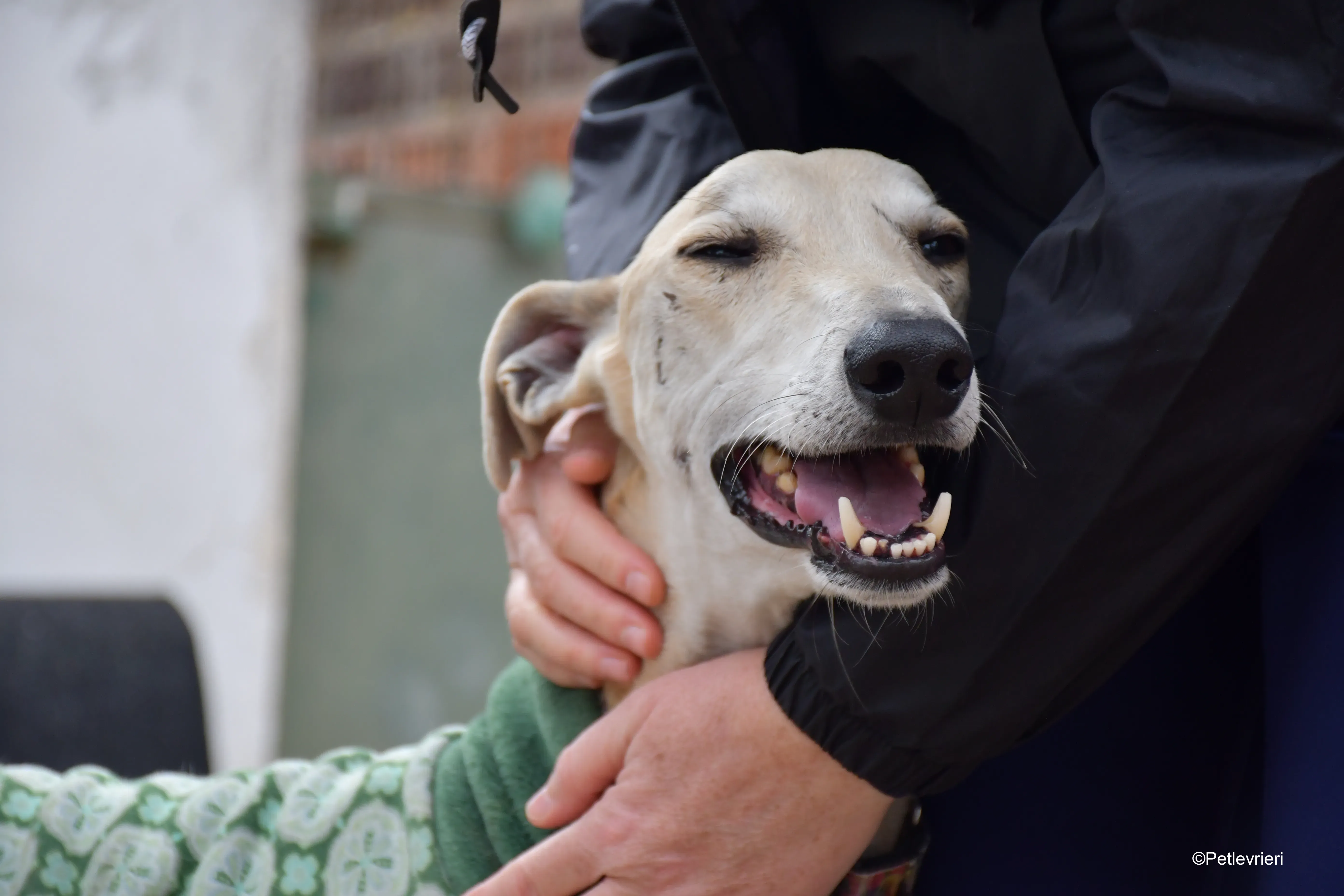 palomo adozione levrieri galgo 2