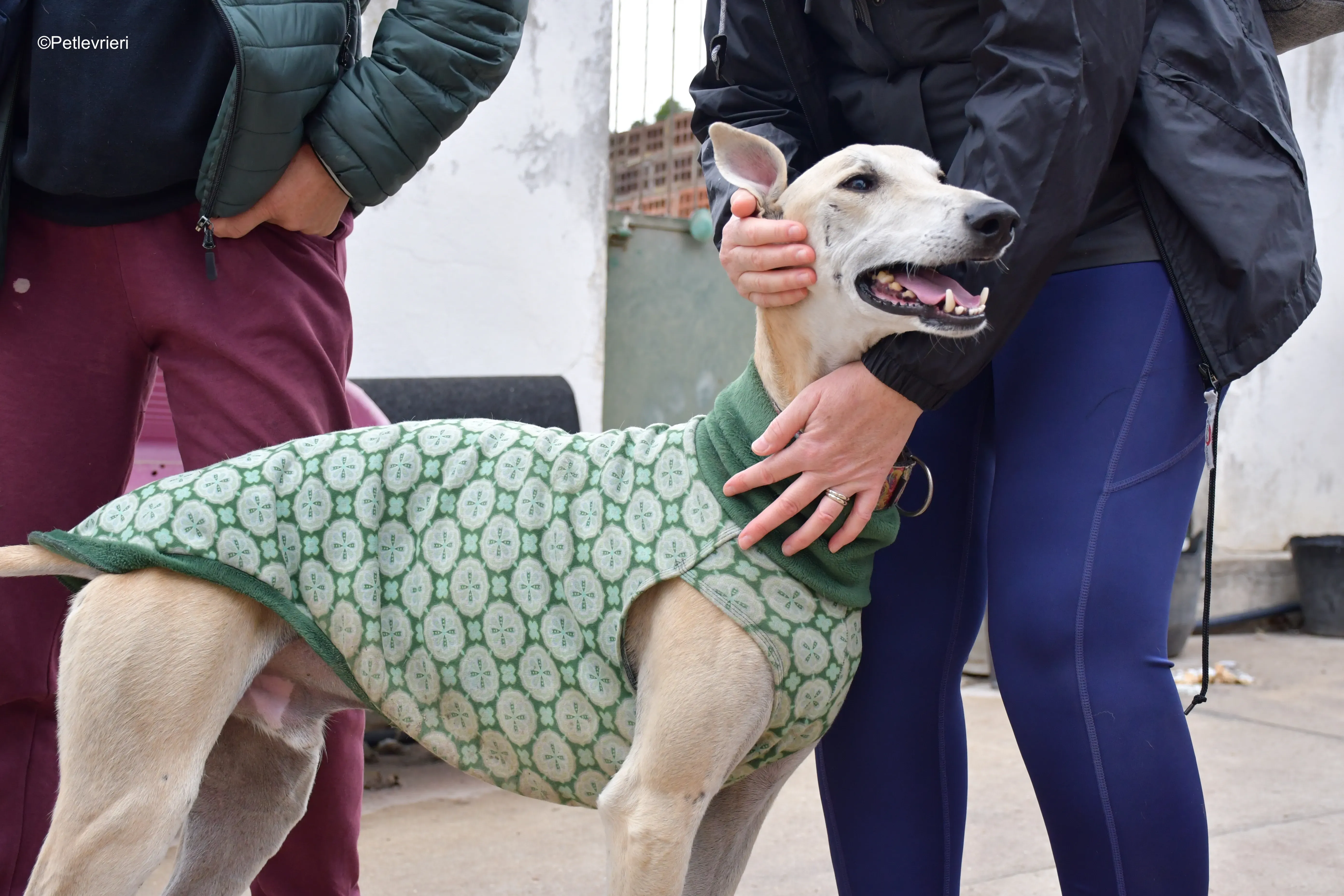 palomo adozione levrieri galgo 3