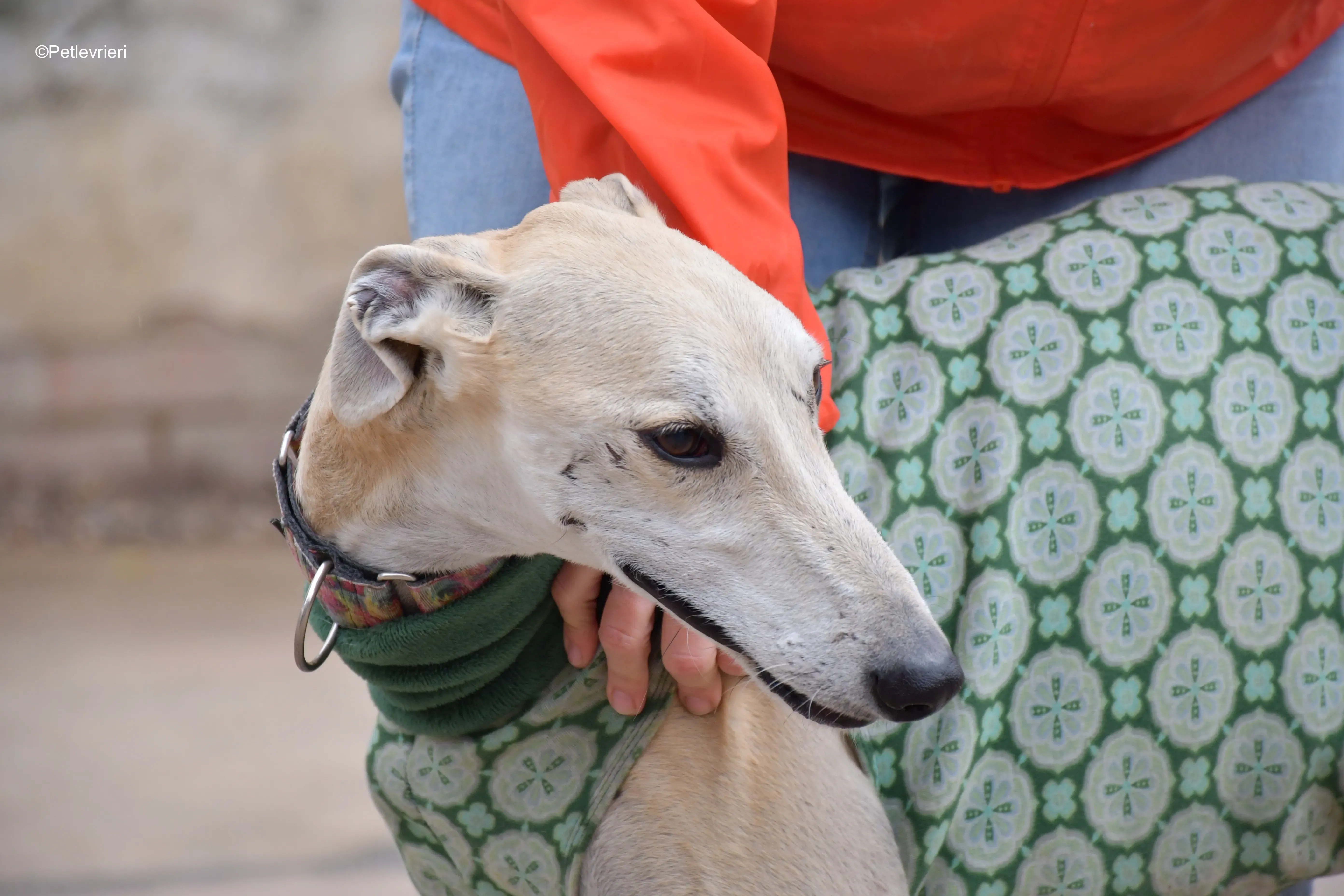 palomo adozione levrieri galgo 4