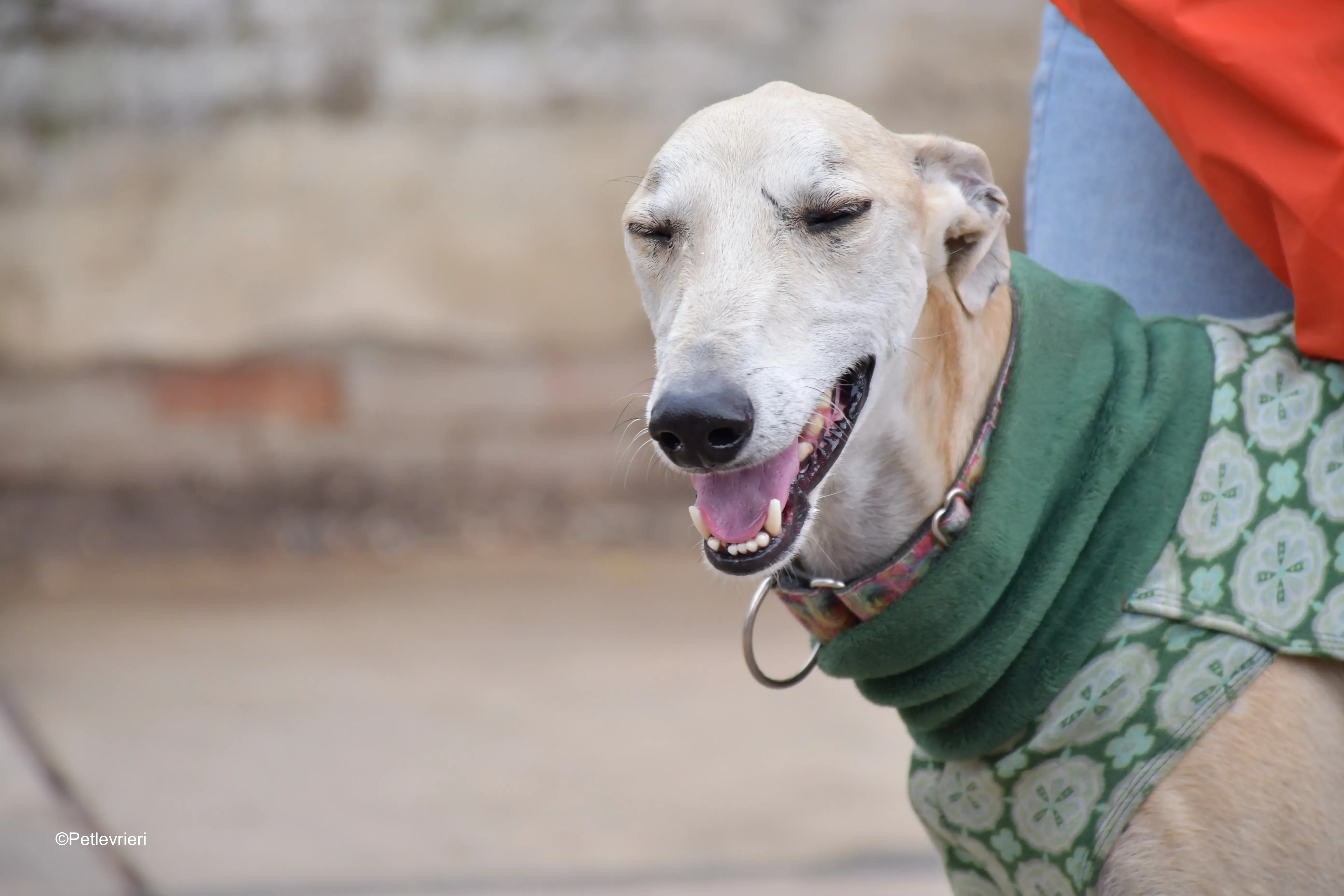 palomo adozione levrieri galgo 5