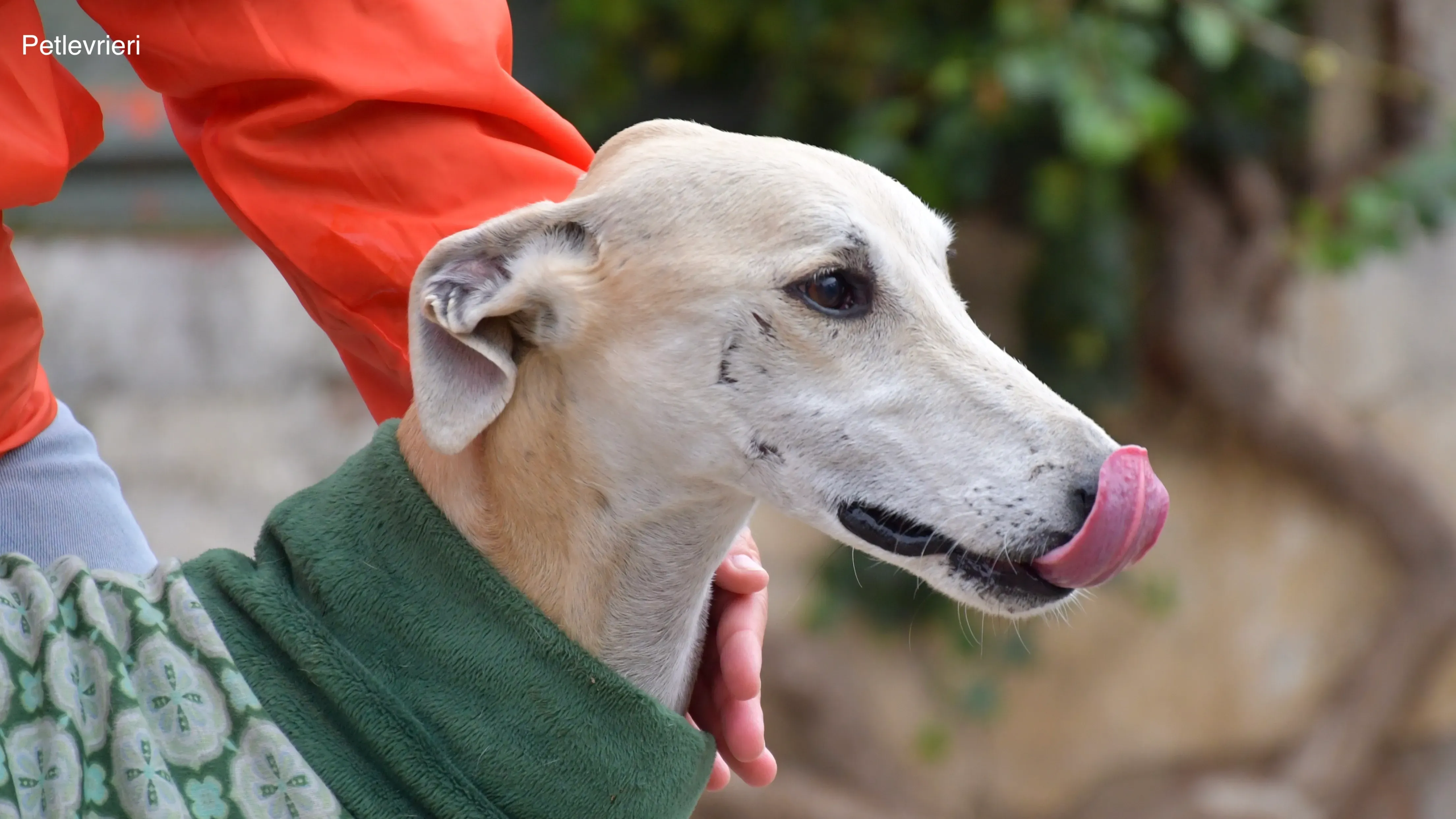 palomo adozione levrieri galgo 6