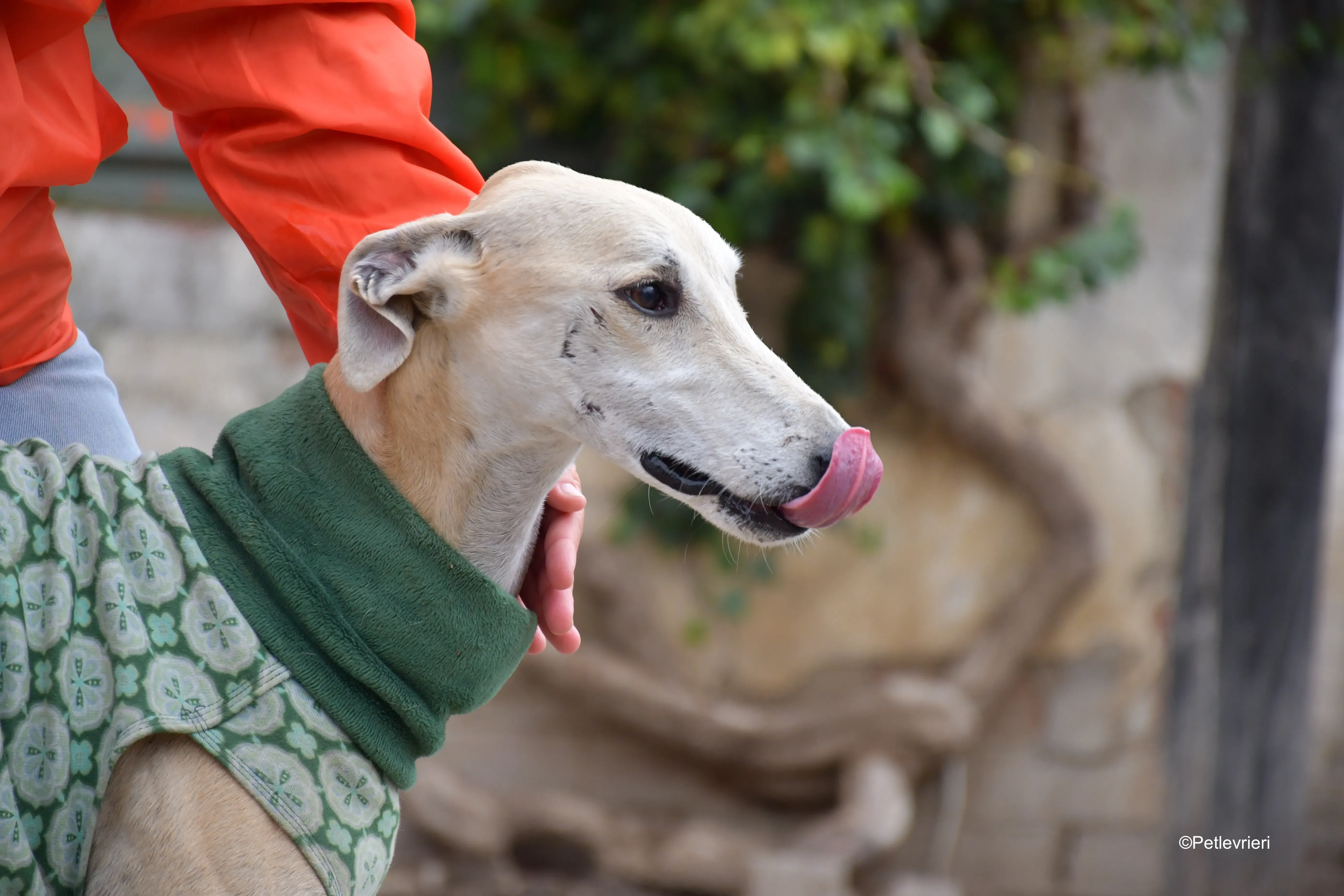 palomo adozione levrieri galgo 6