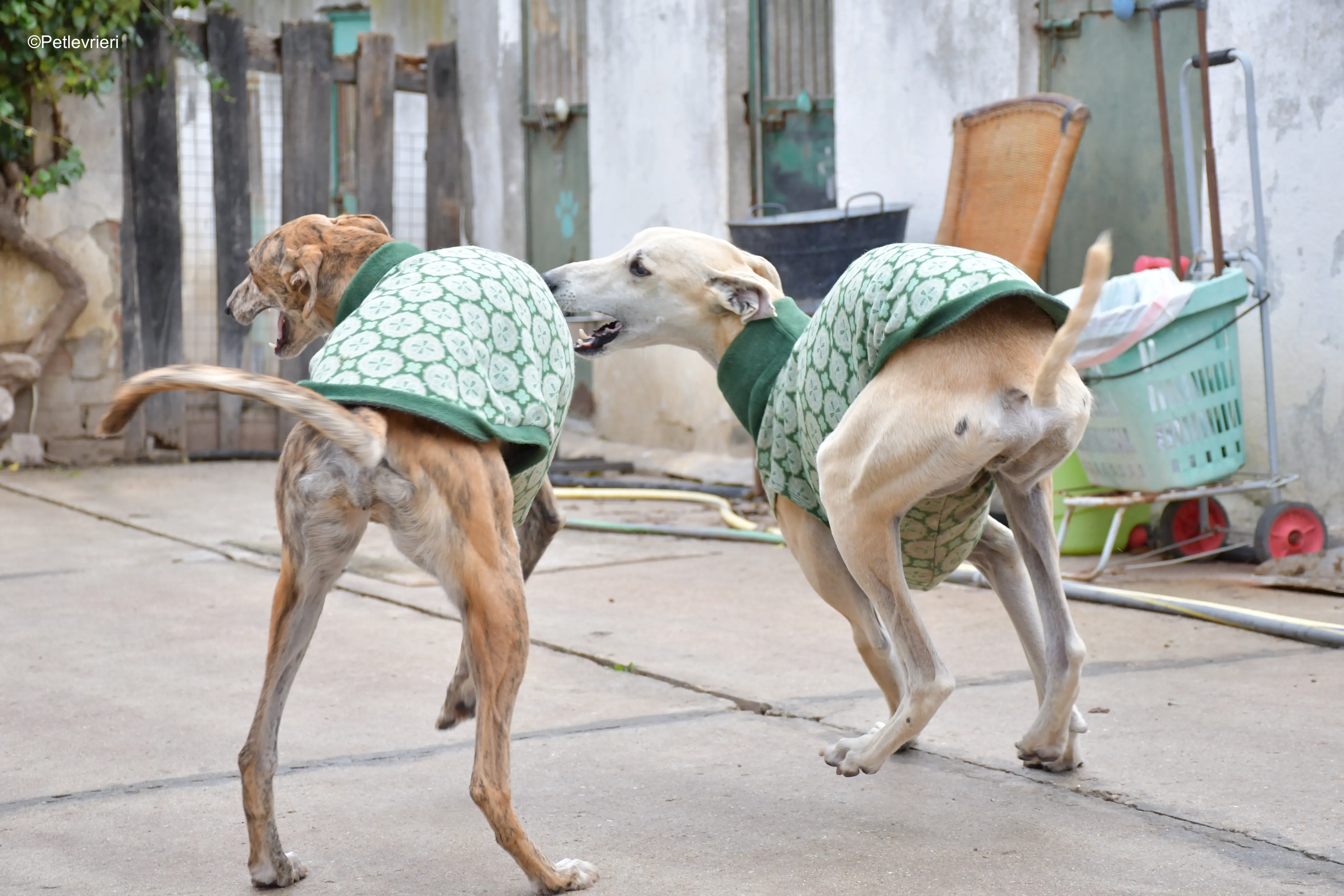 palomo adozione levrieri galgo 7