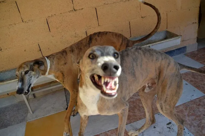 panduro ride con sara