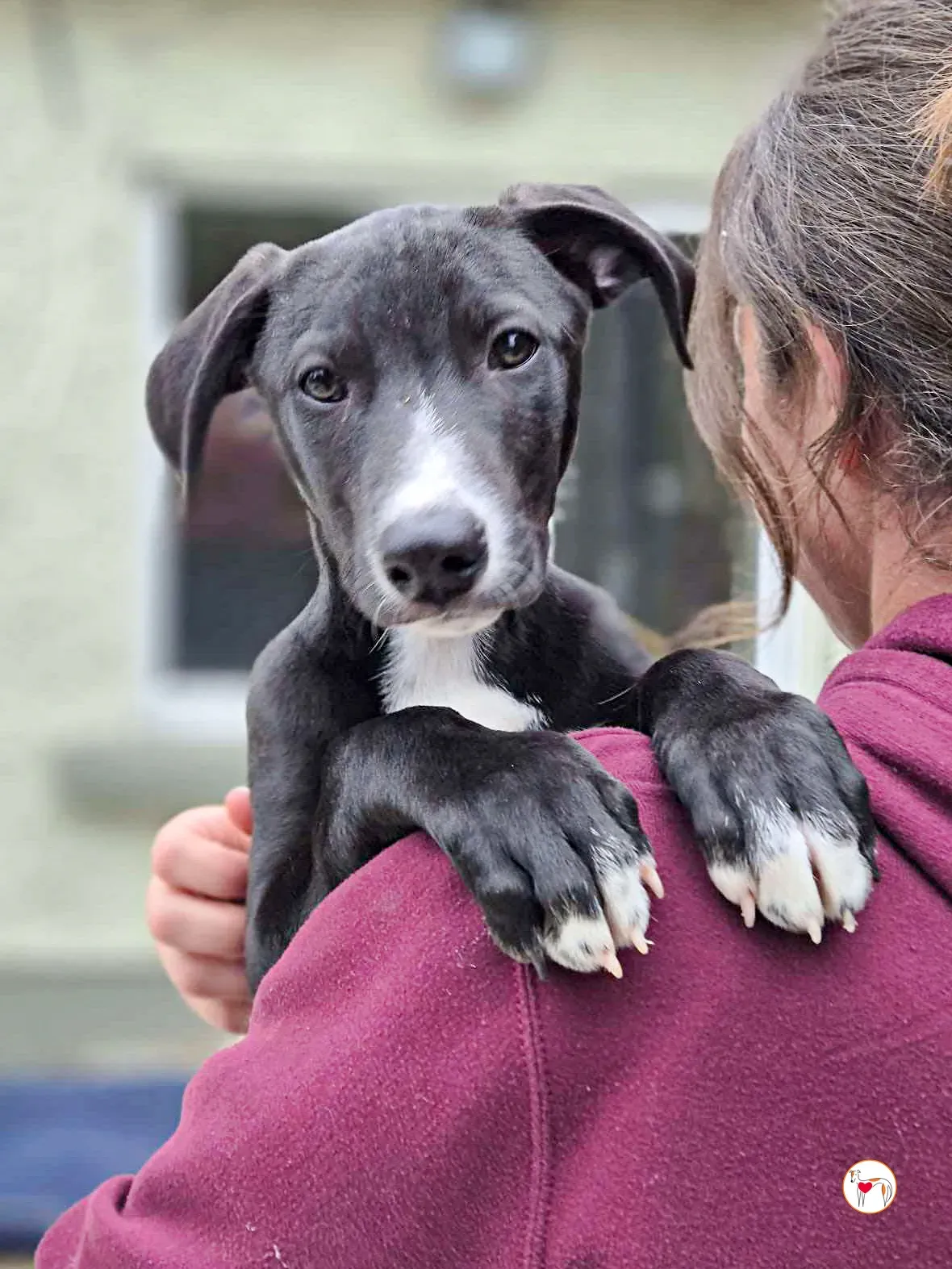 panko grey cucciolo adozione 01