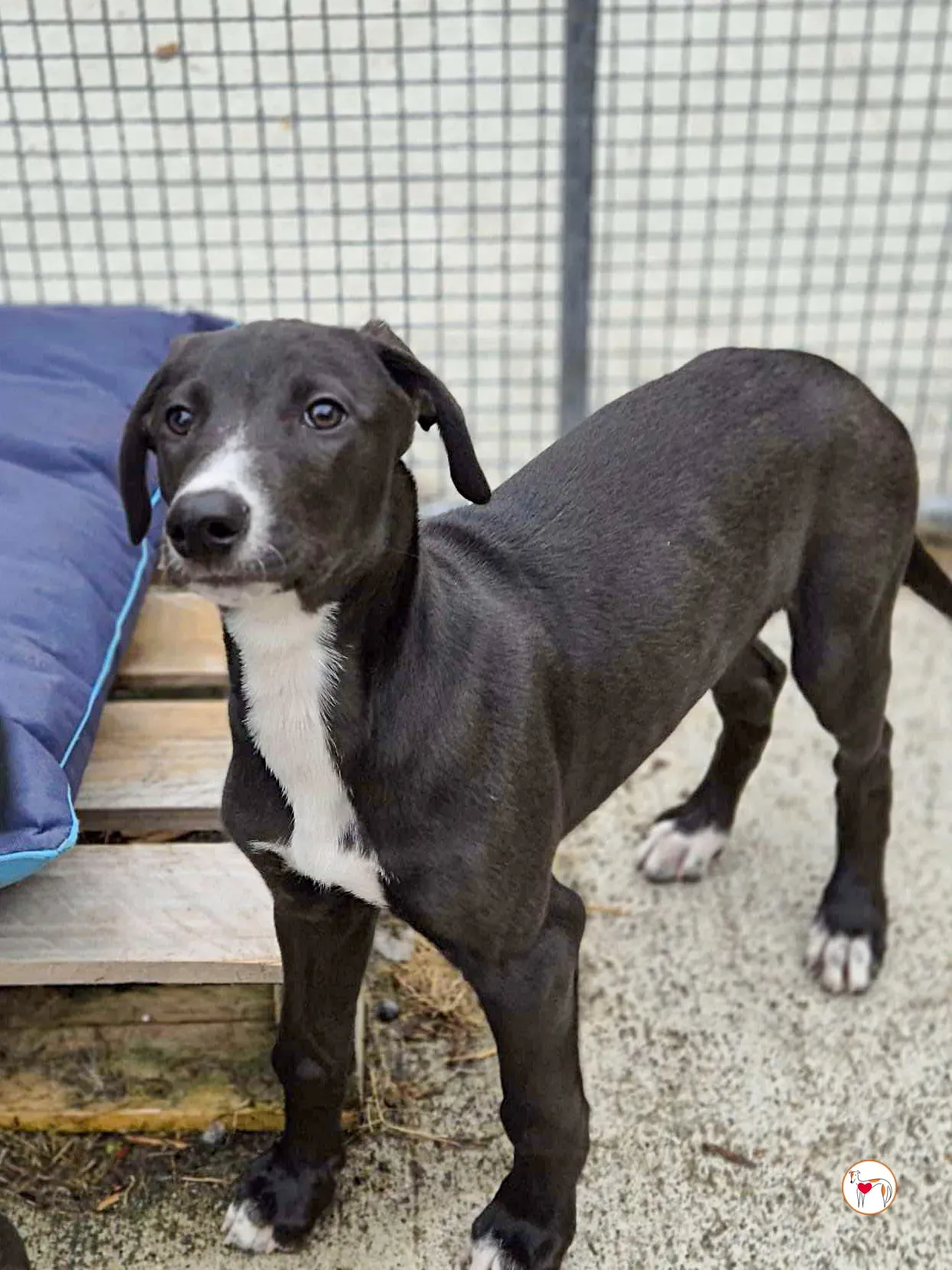 panko grey cucciolo adozione 02